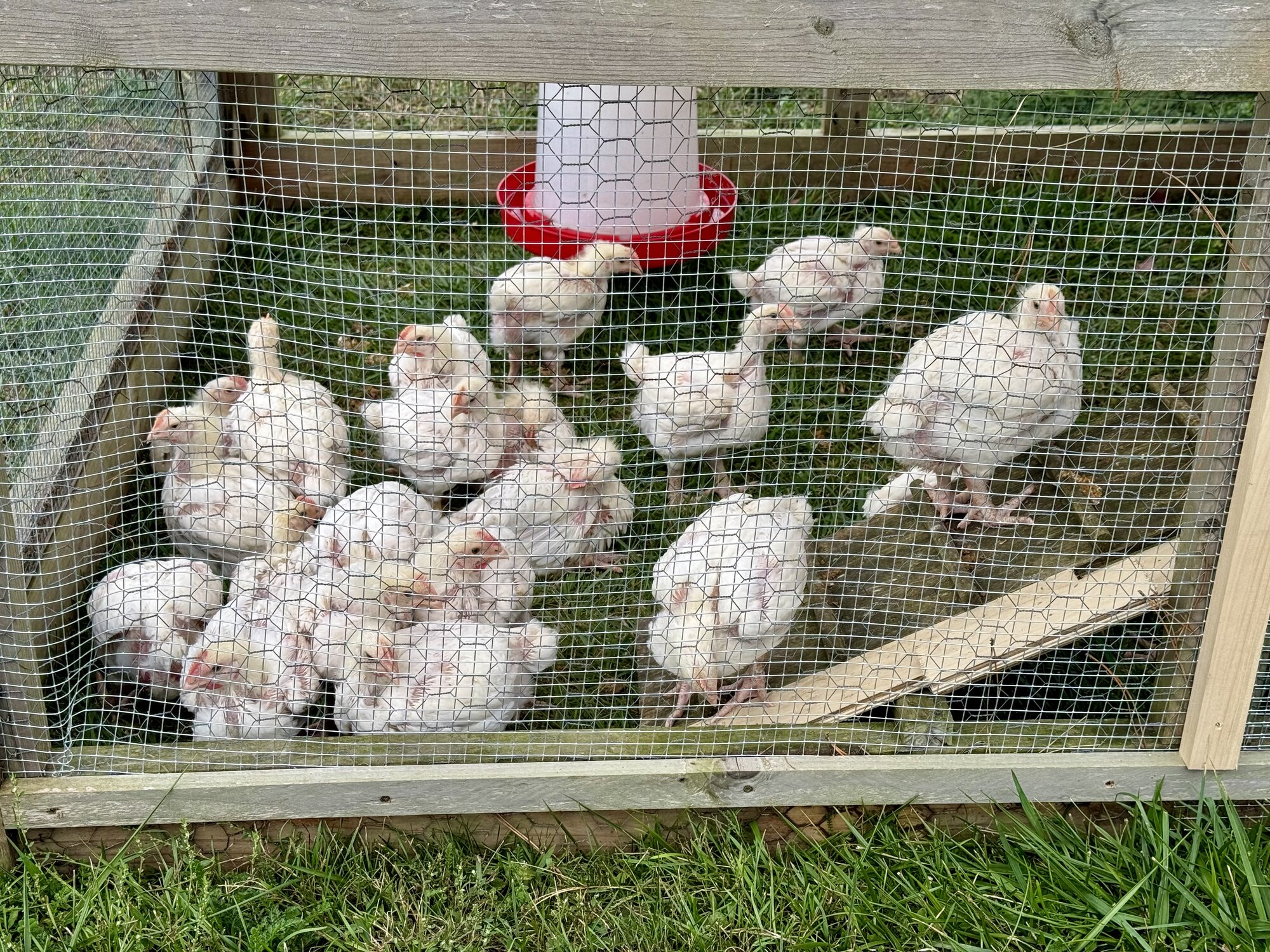 Broilers in the chicken tractor