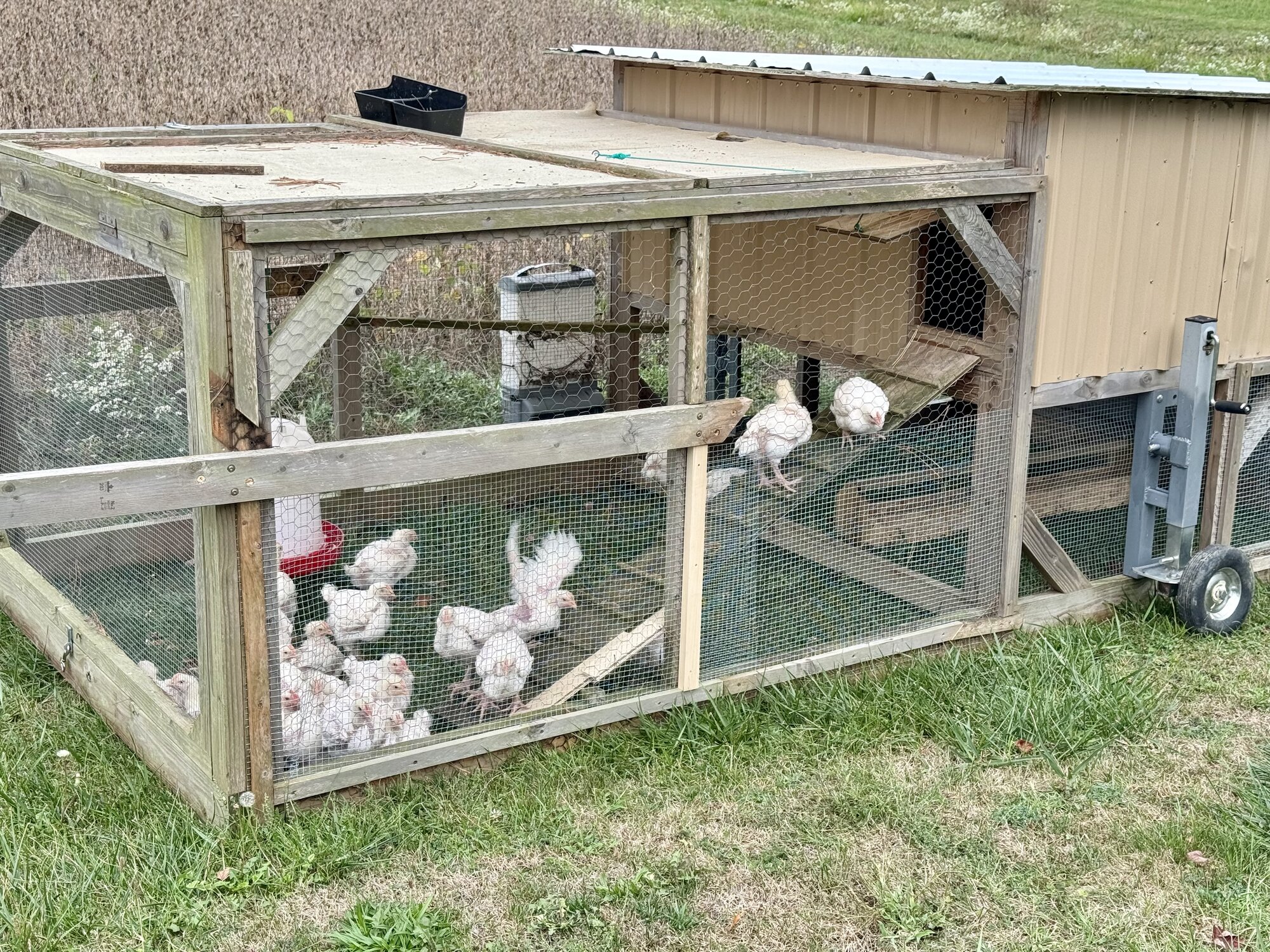 Broilers in the tractor 9-29-24