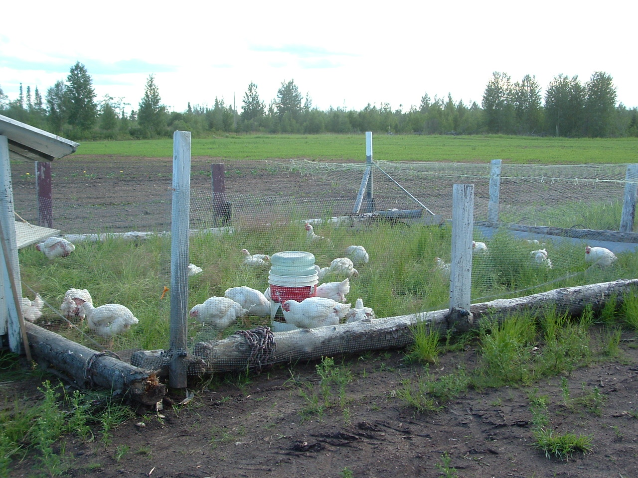 Broilers in the 'tractor'