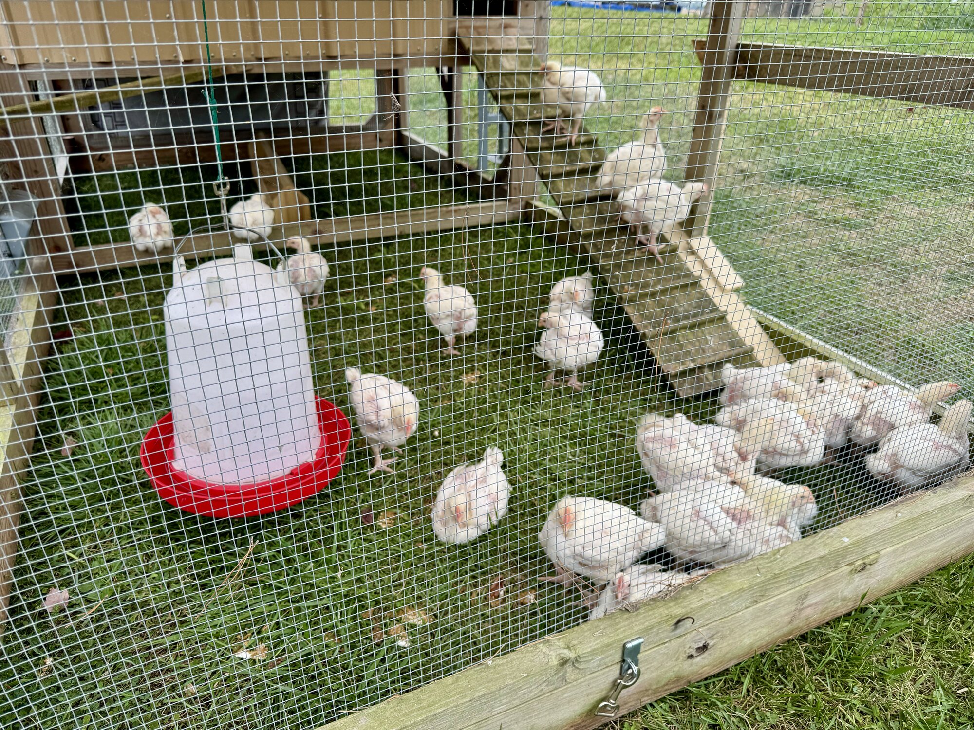 Broilers in the Tractor