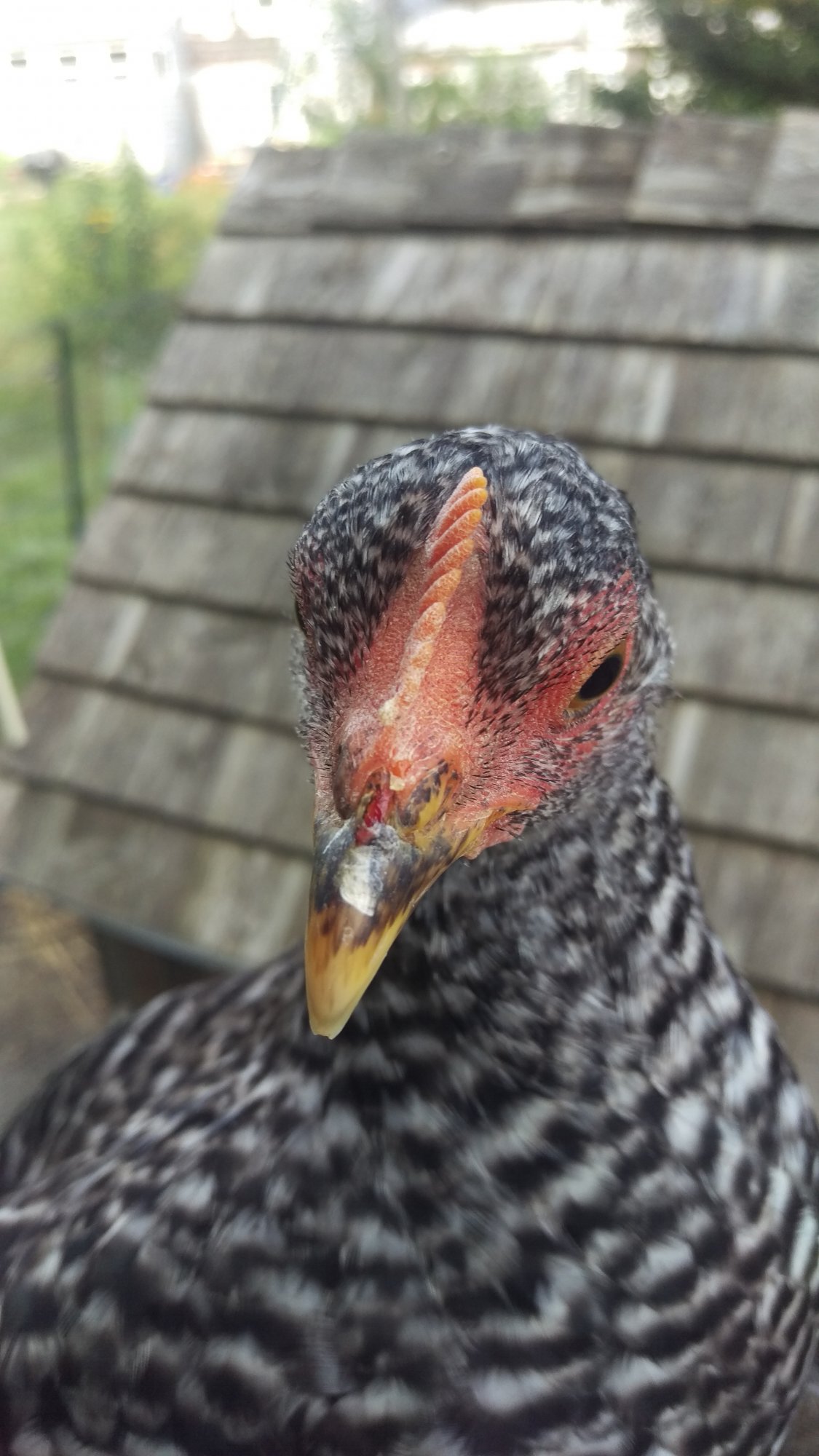 Broken Beak