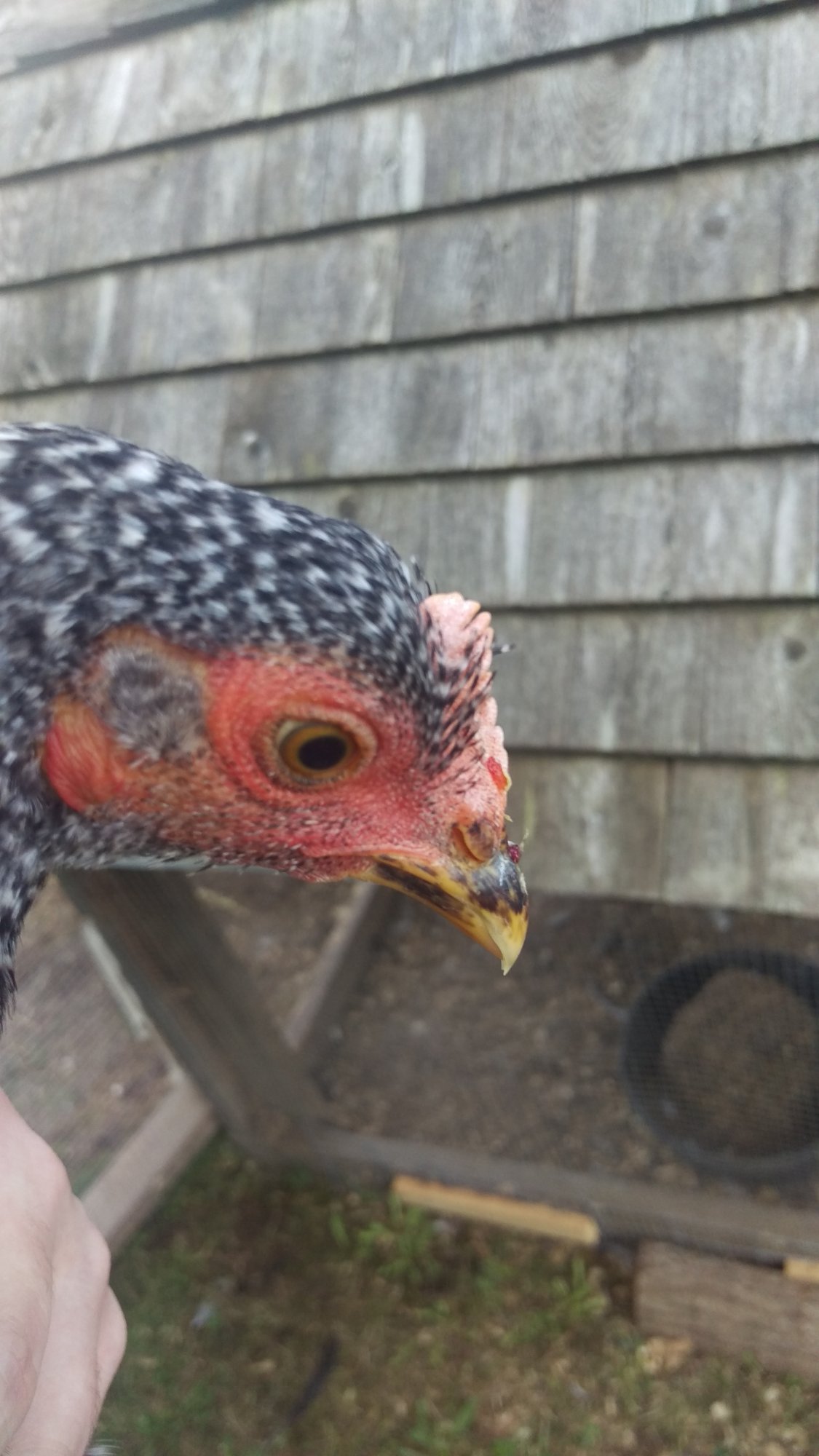 Broken Beak