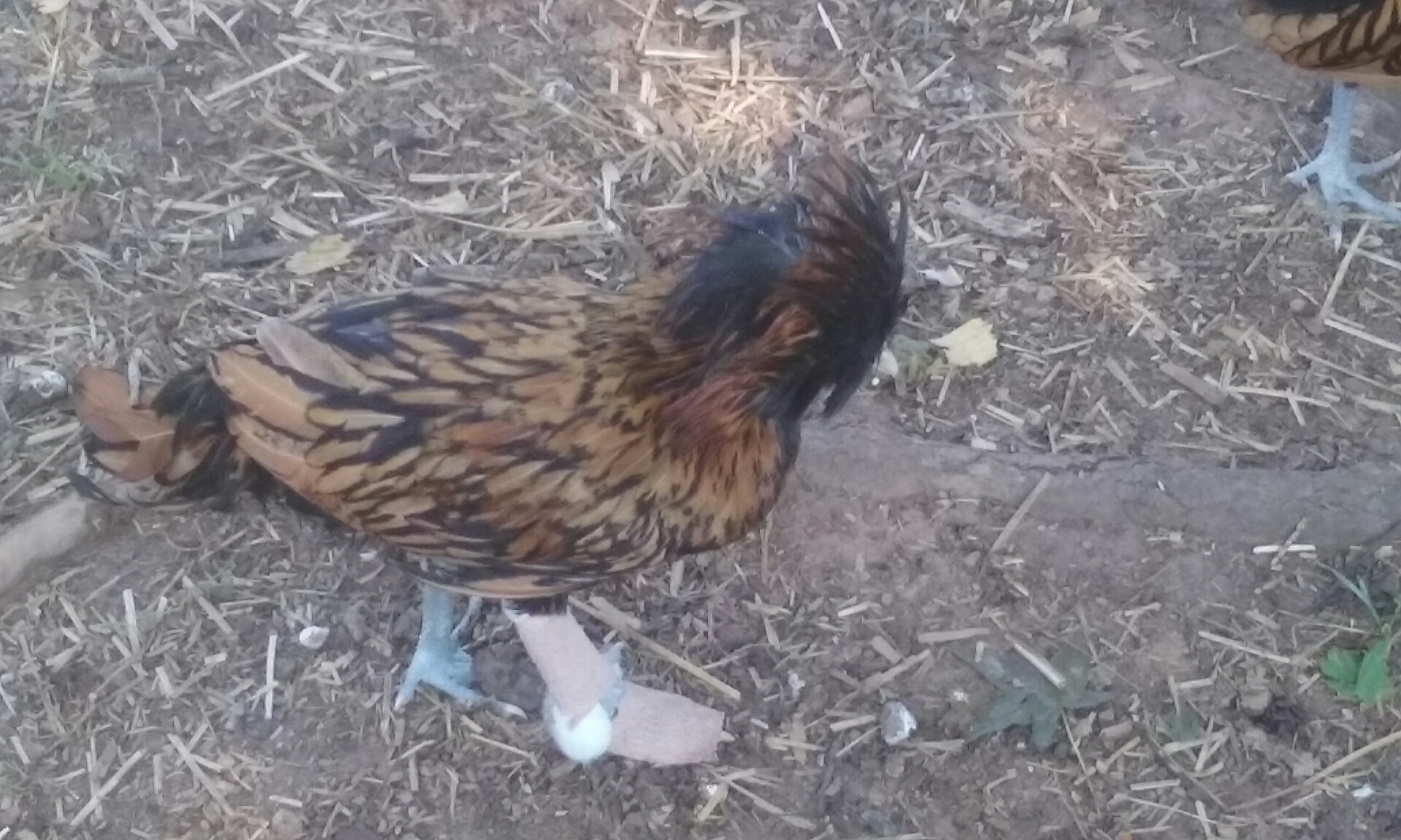 Broken Chicken in his walking boot