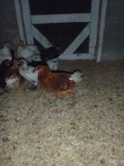 Broken legged pullet