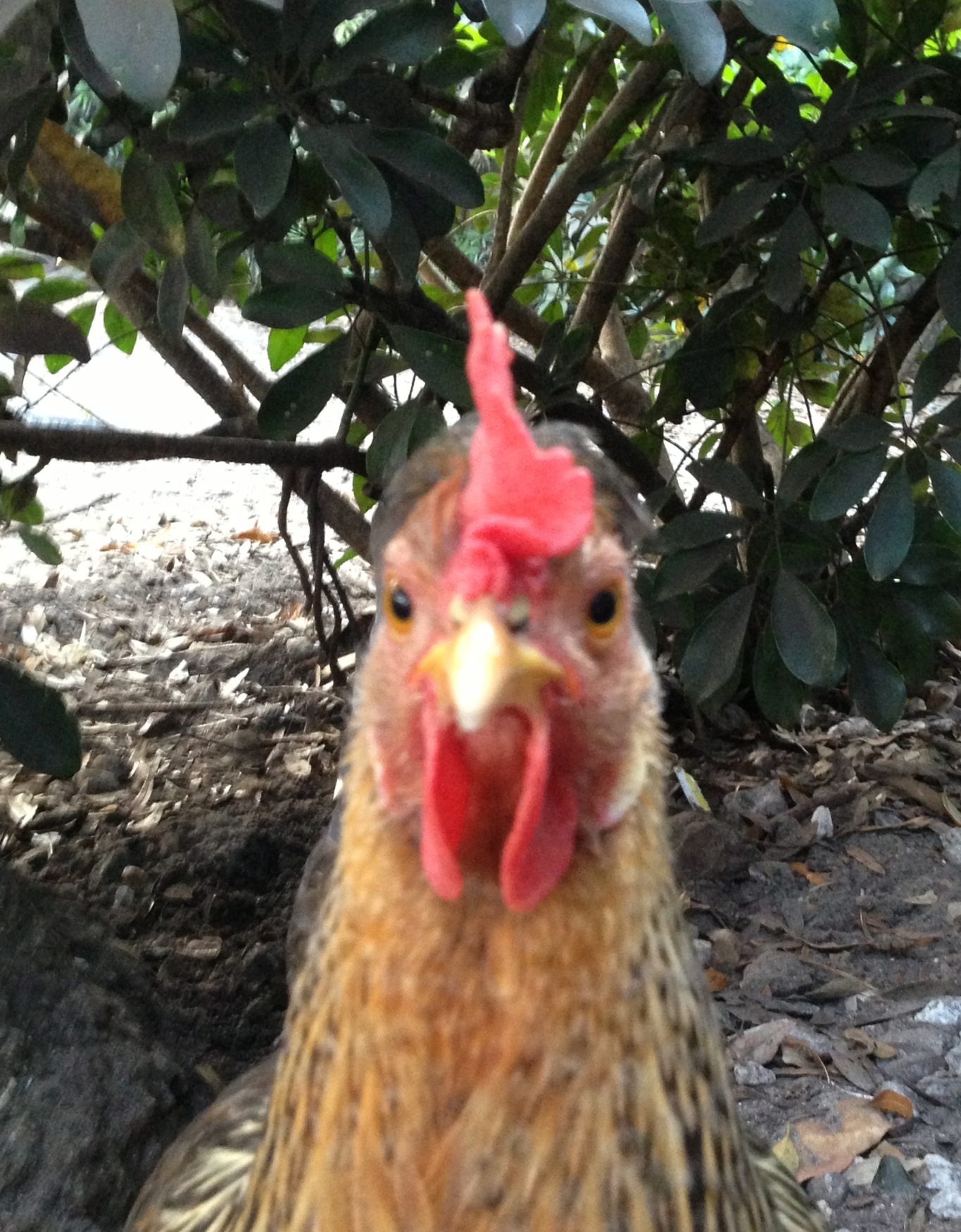 Bronte is so sweet & friendly