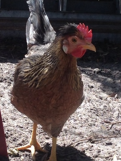 Bronze, a Cream Legbar