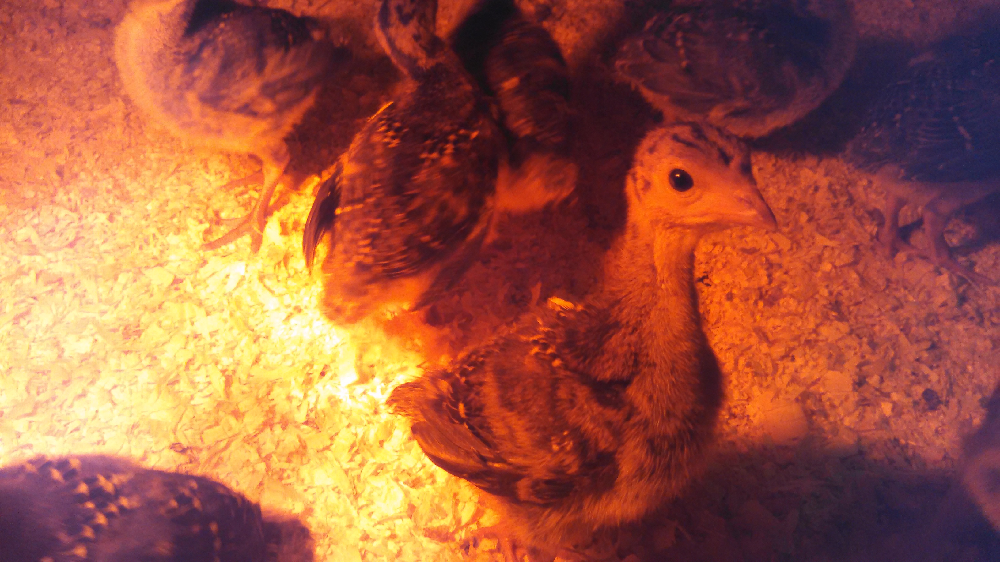 Bronze Broad Breasted Turkey - 2 1/2 weeks old