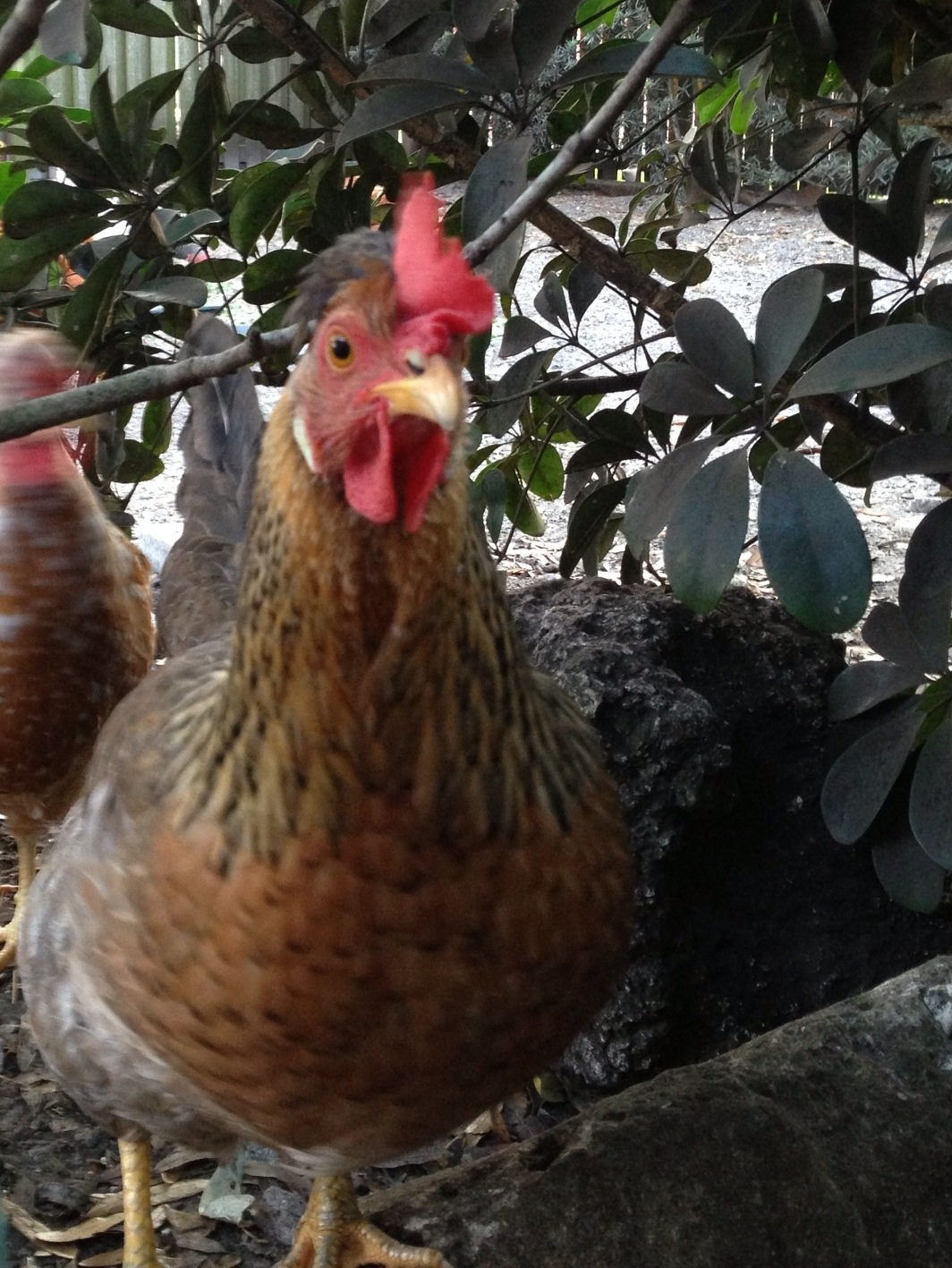 Bronze the Cream Legbar