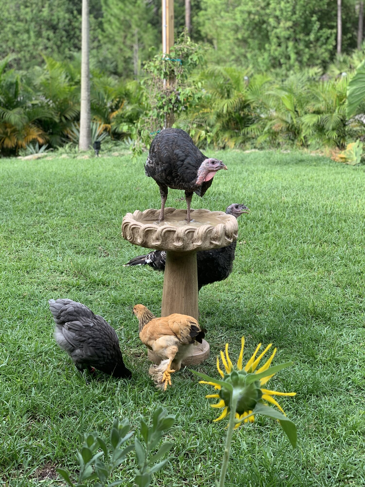 Bronze turkeys in my birdbath