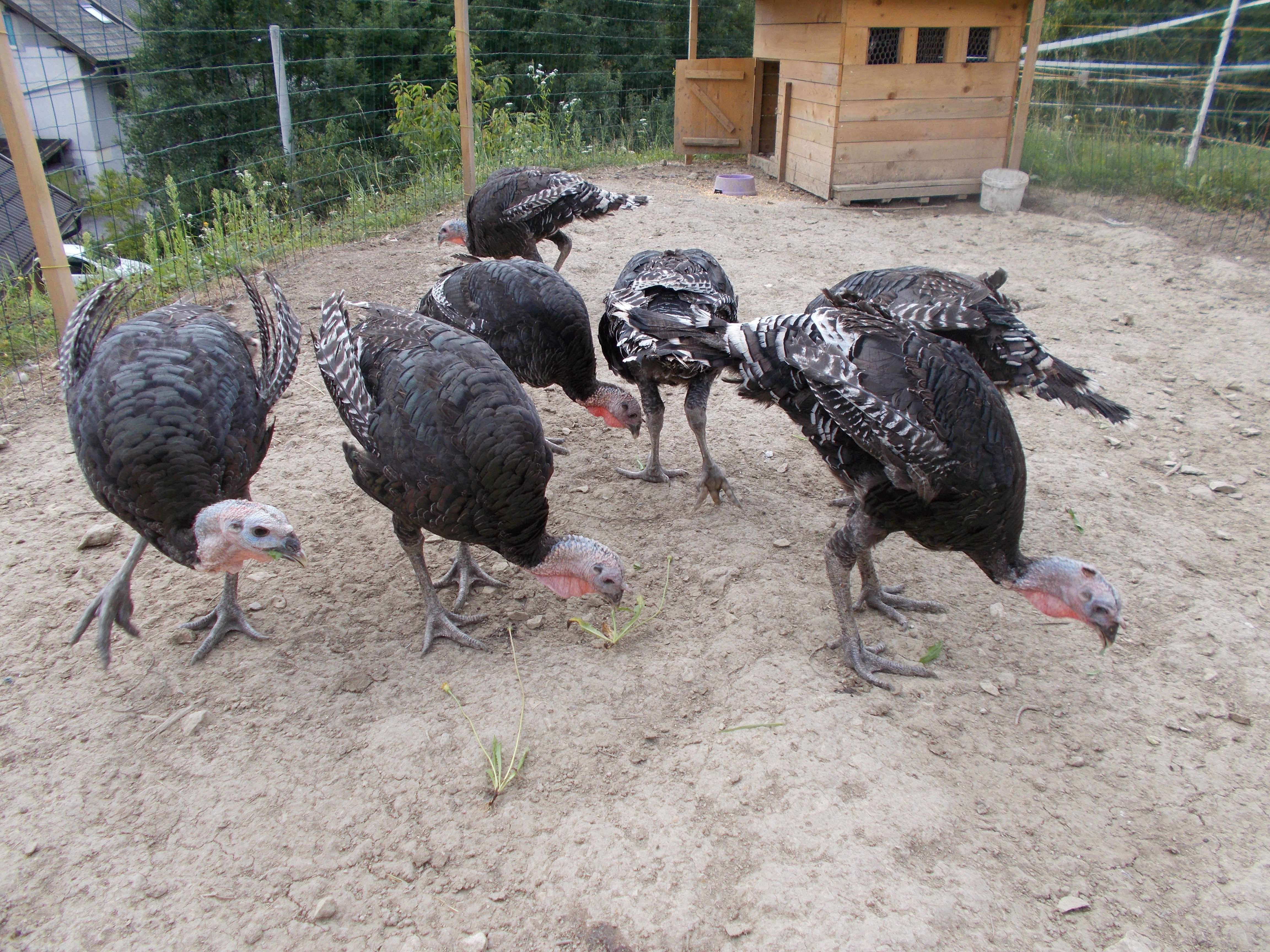 Bronze turkeys