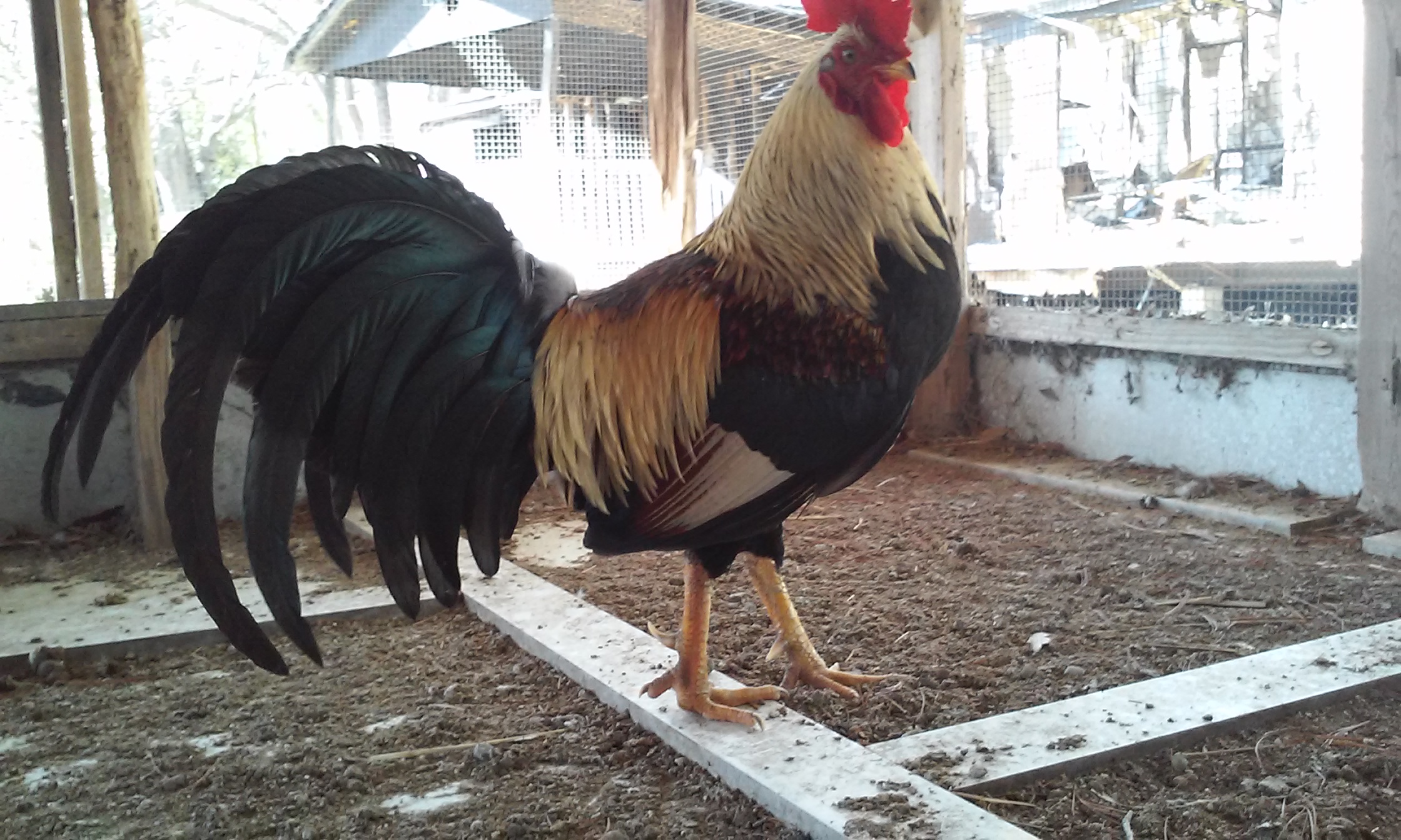 Broodcock, golden duckwing.