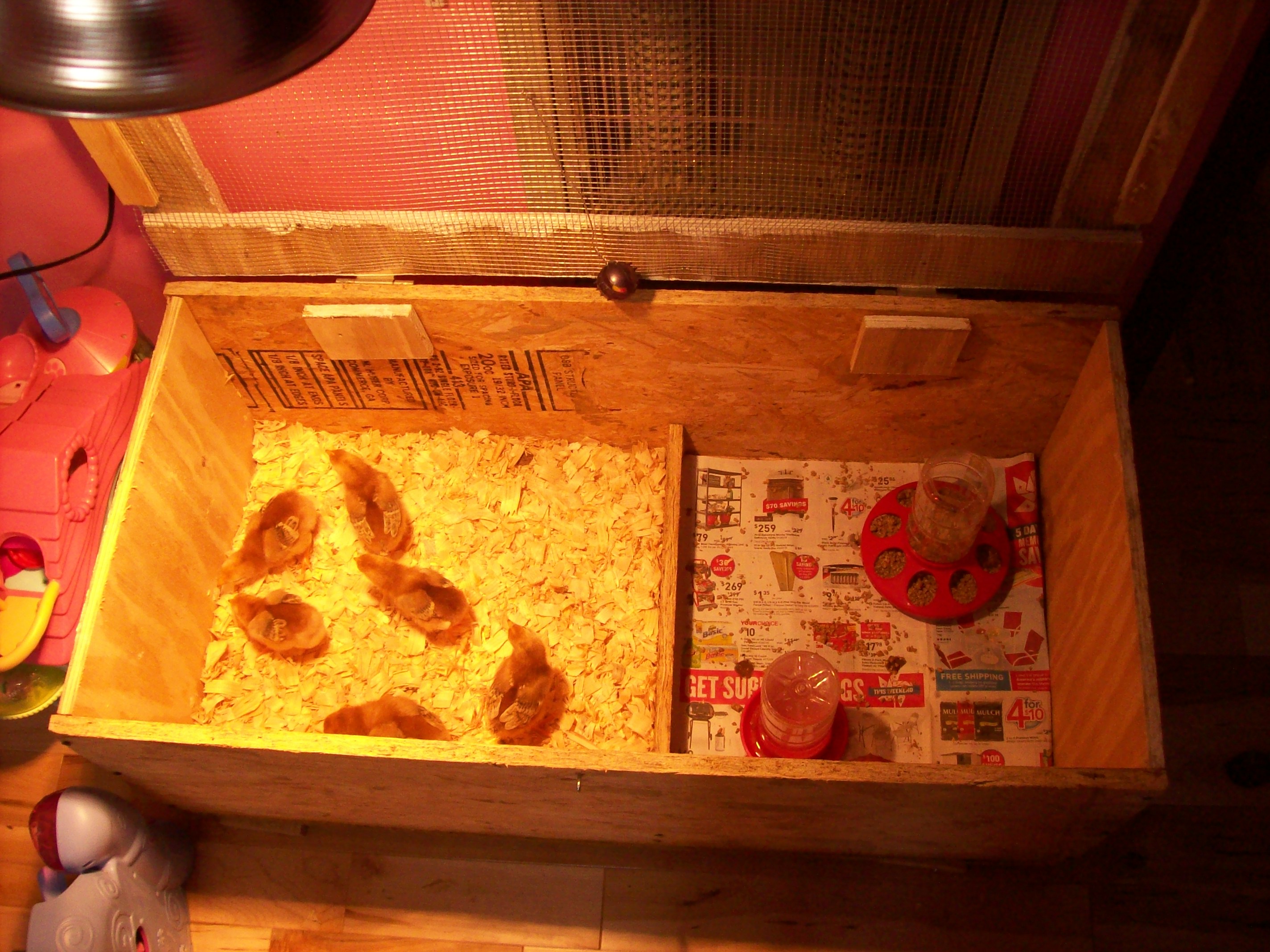 Brooder #2.   1/5' x 3'    5/27/13