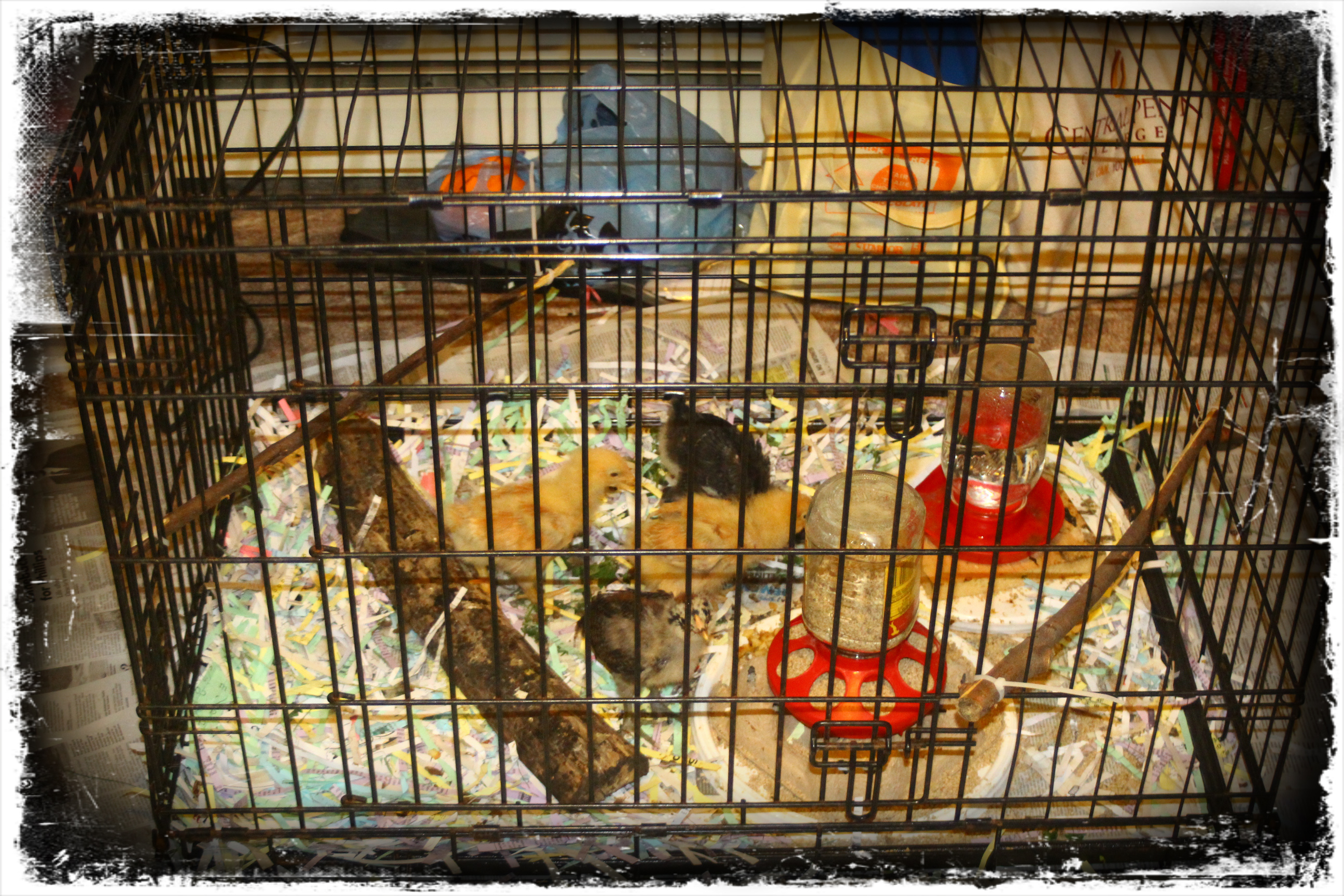 Brooder #2 - a large dog crate. I think I read somewhere about dust ... they weren't kidding!!