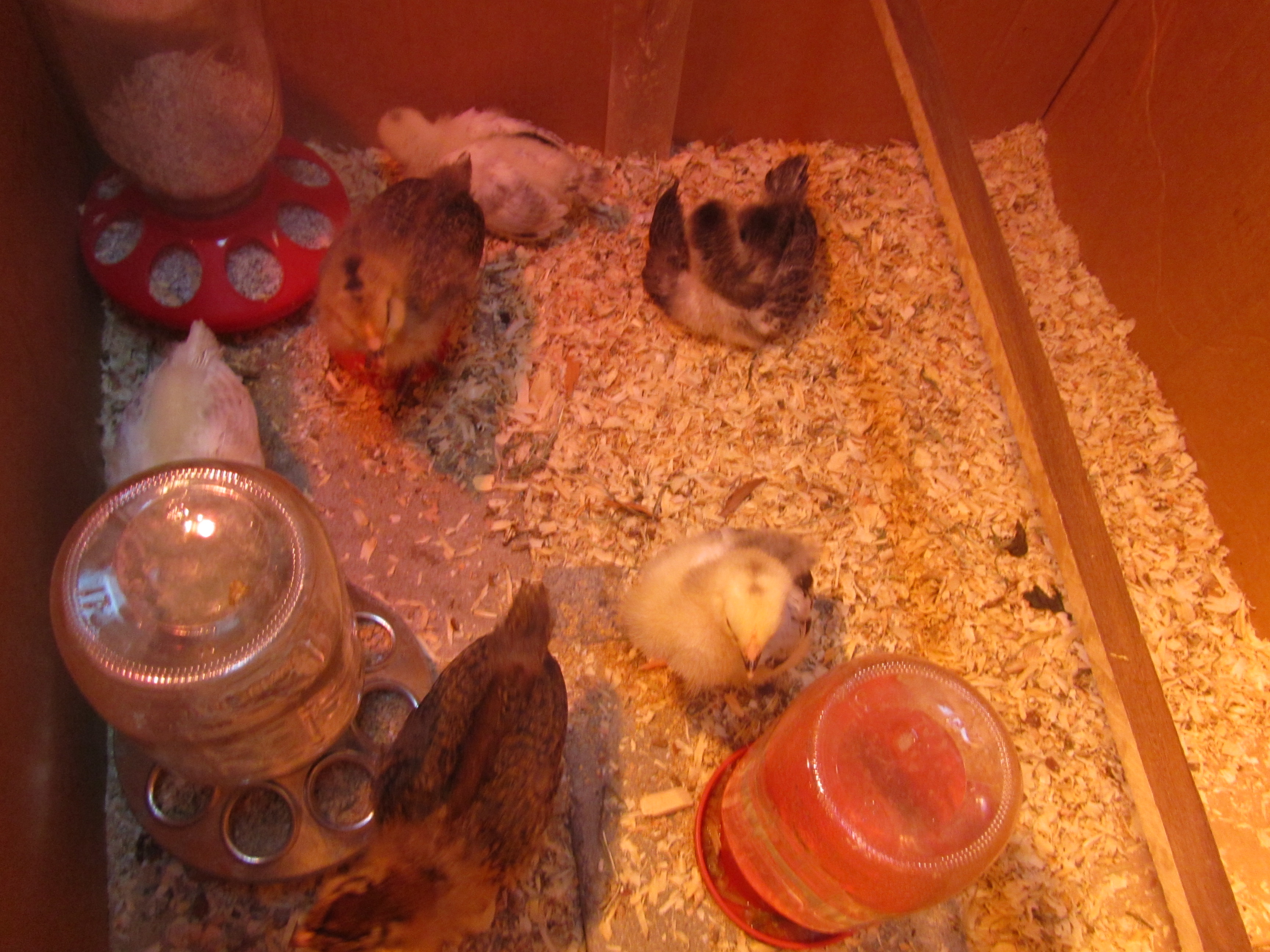 Brooder at 2 weeks.