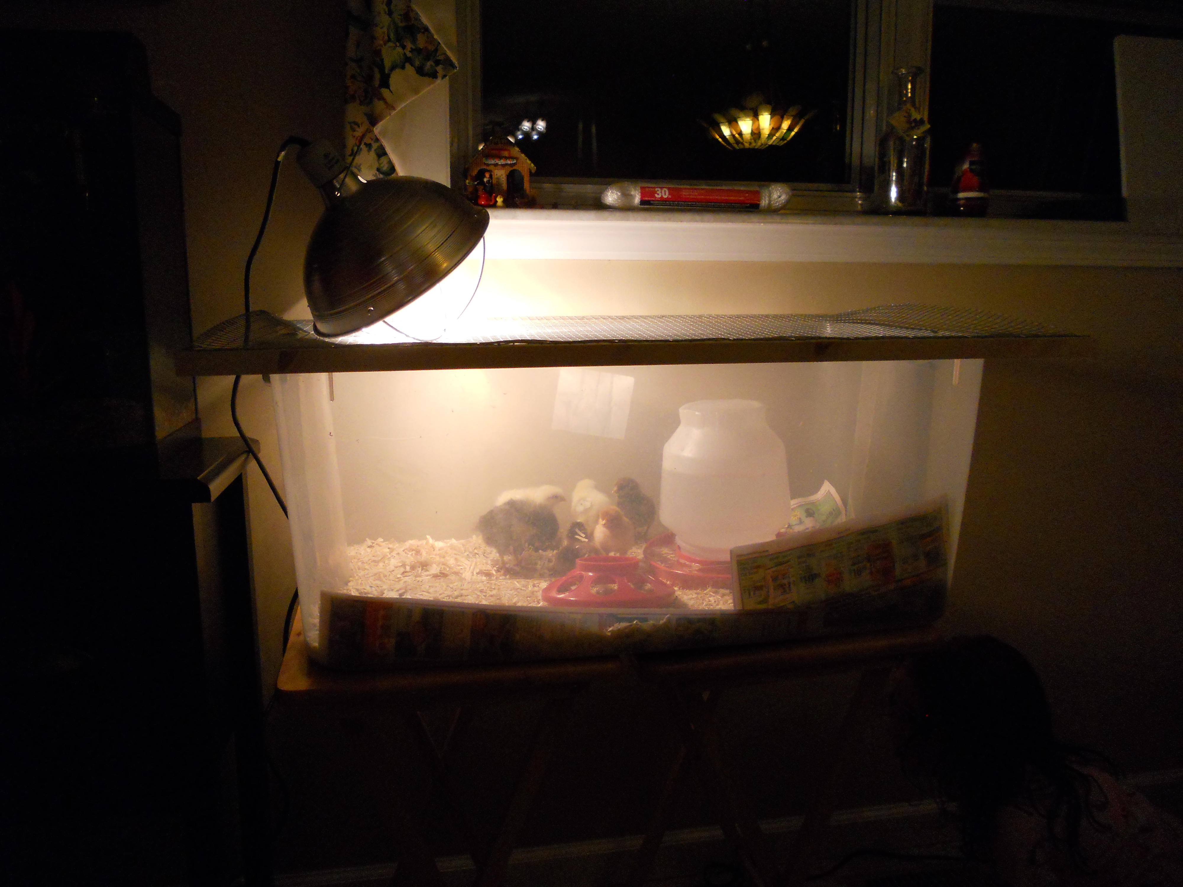 Brooder box made from clear plastic bin with mesh lid. Bought chicks in February from Rural King.