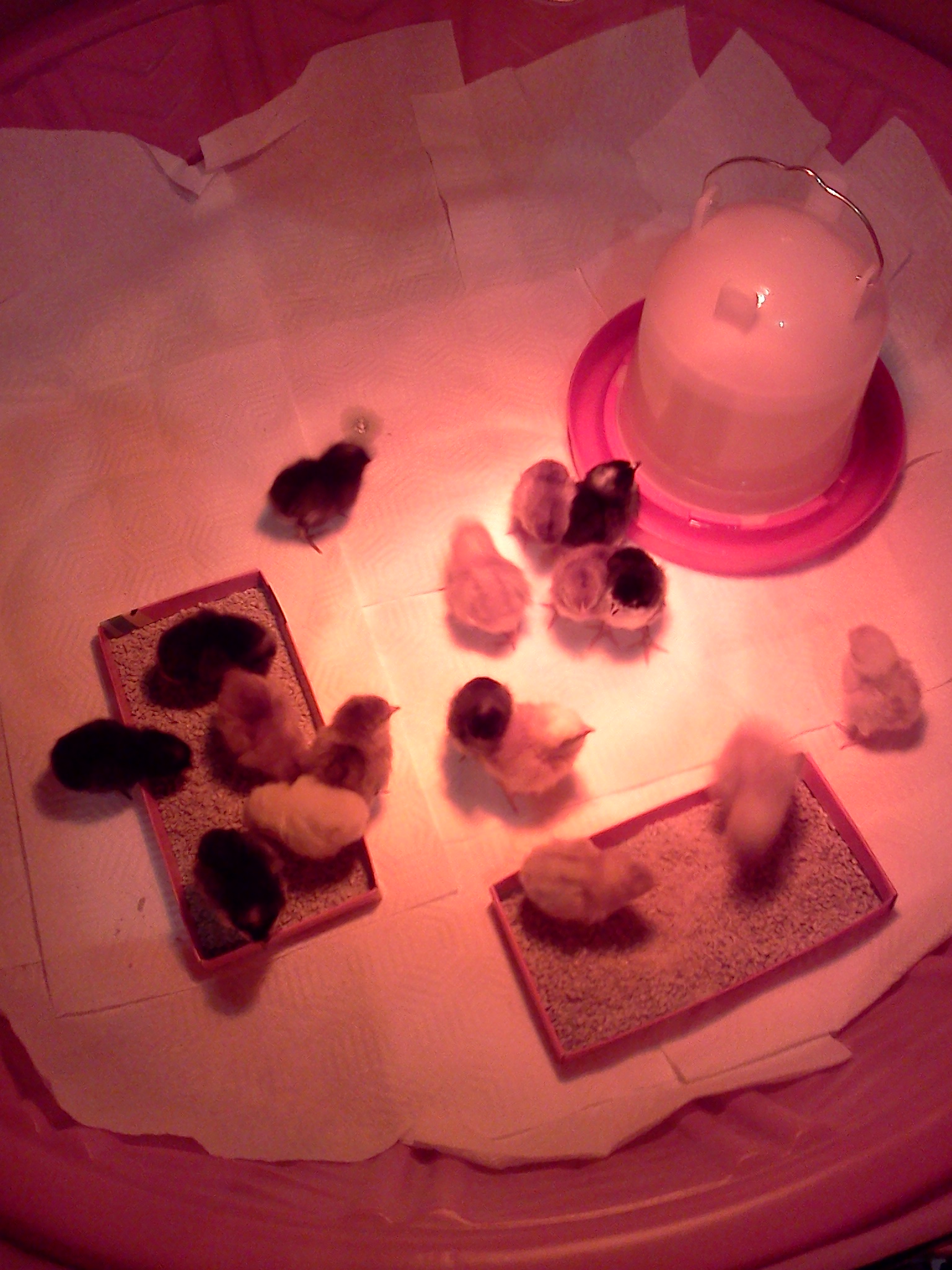 brooder day 1