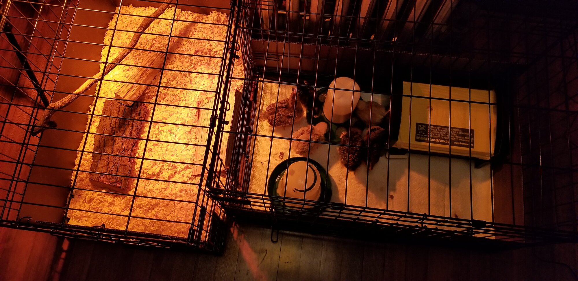 Brooder expanded to 2 dog crates