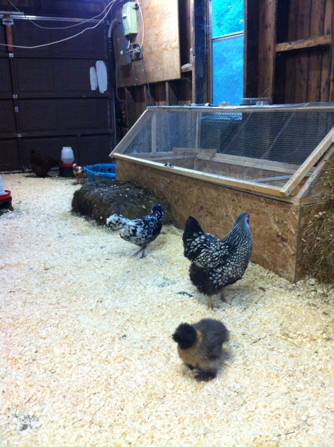 Brooder for the most part. Right now it is housing our Ameraucana bantams.