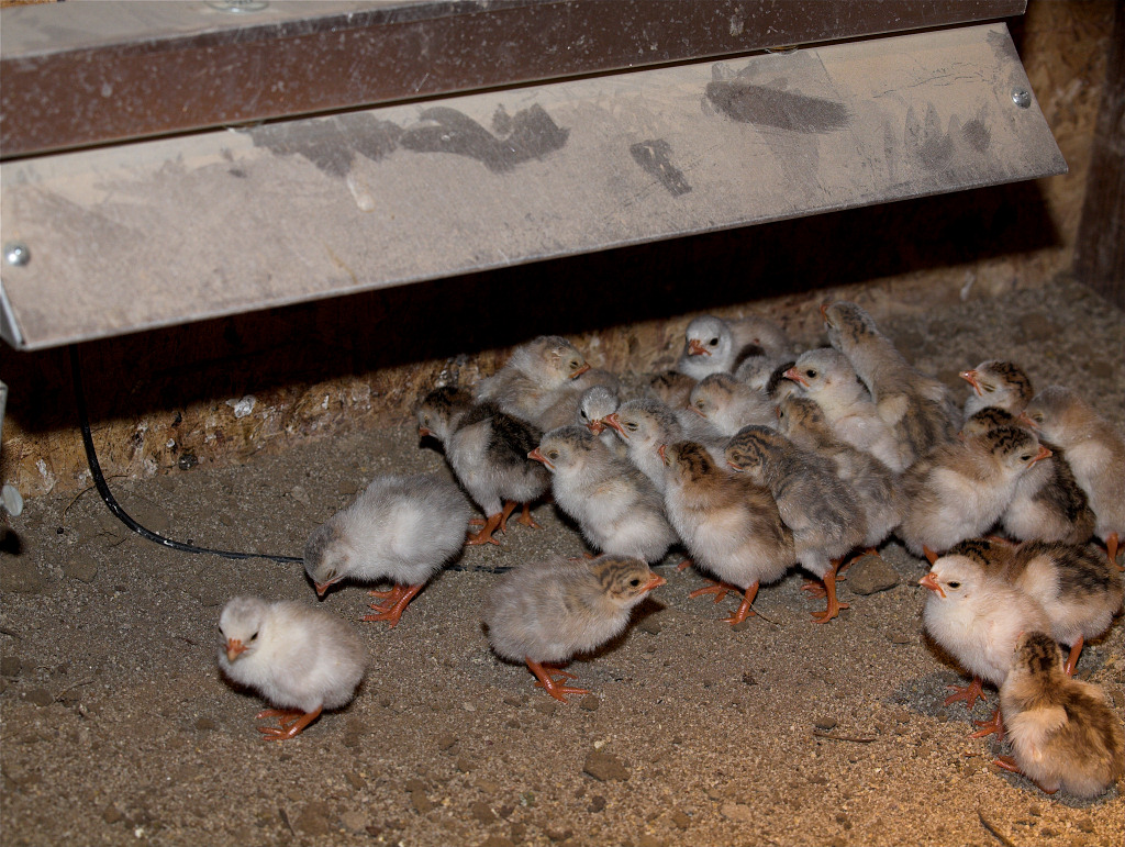 Brooder heater