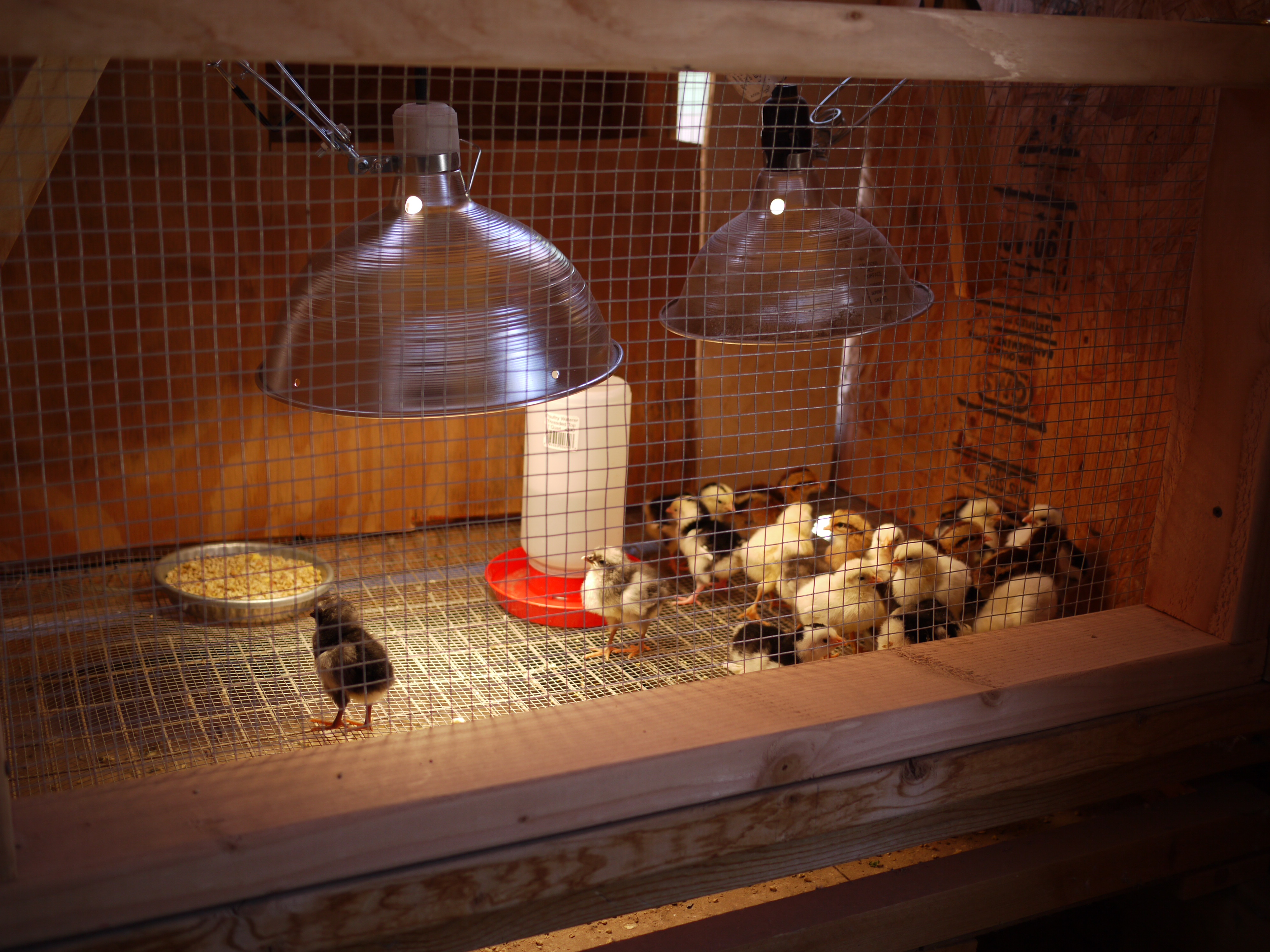 Brooder in walk-in brooder house (old Roller kit box loft)