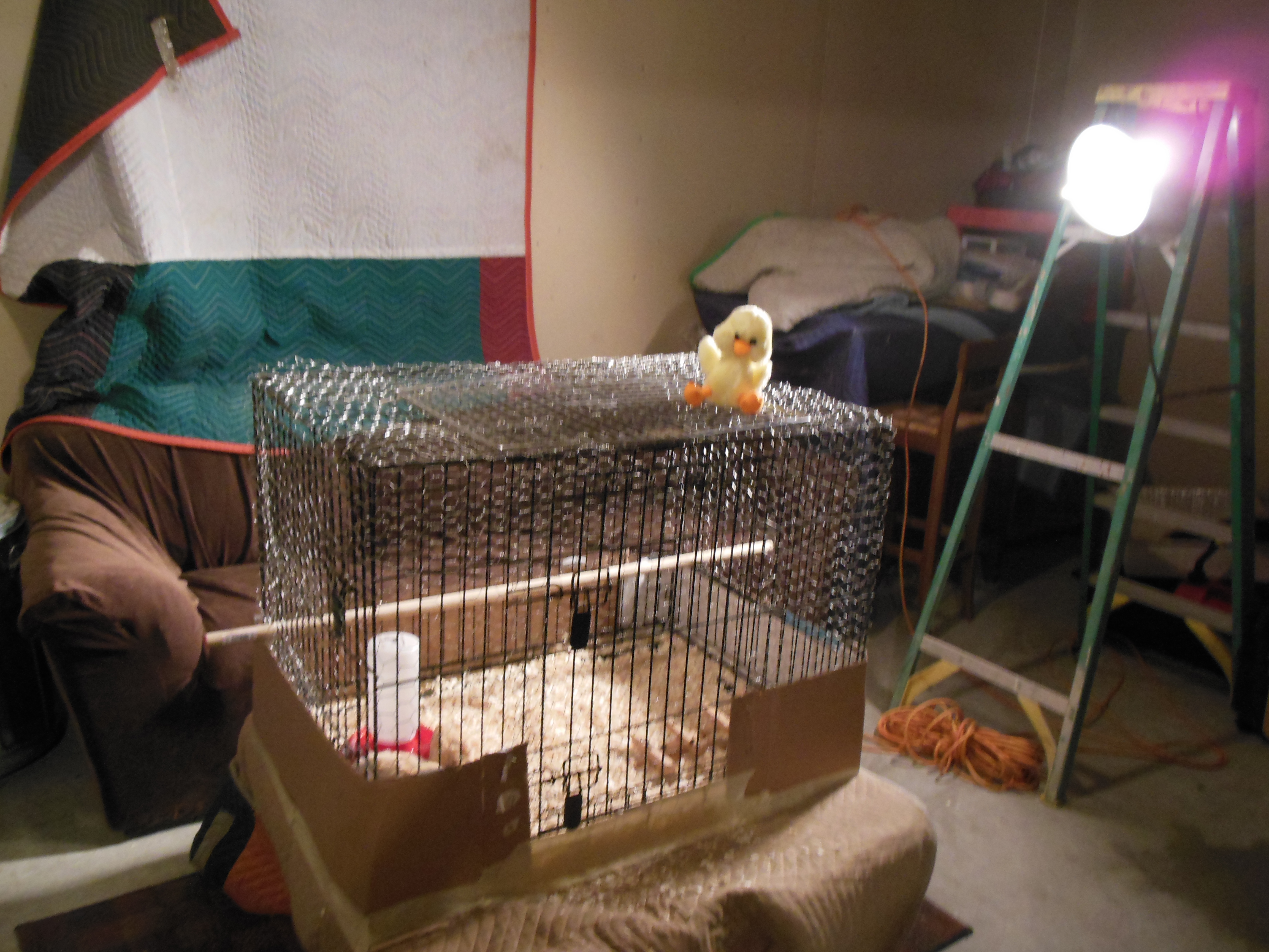 Brooder number 2: about 10 days after purchase. They out grew their blue rubbermaid home!
