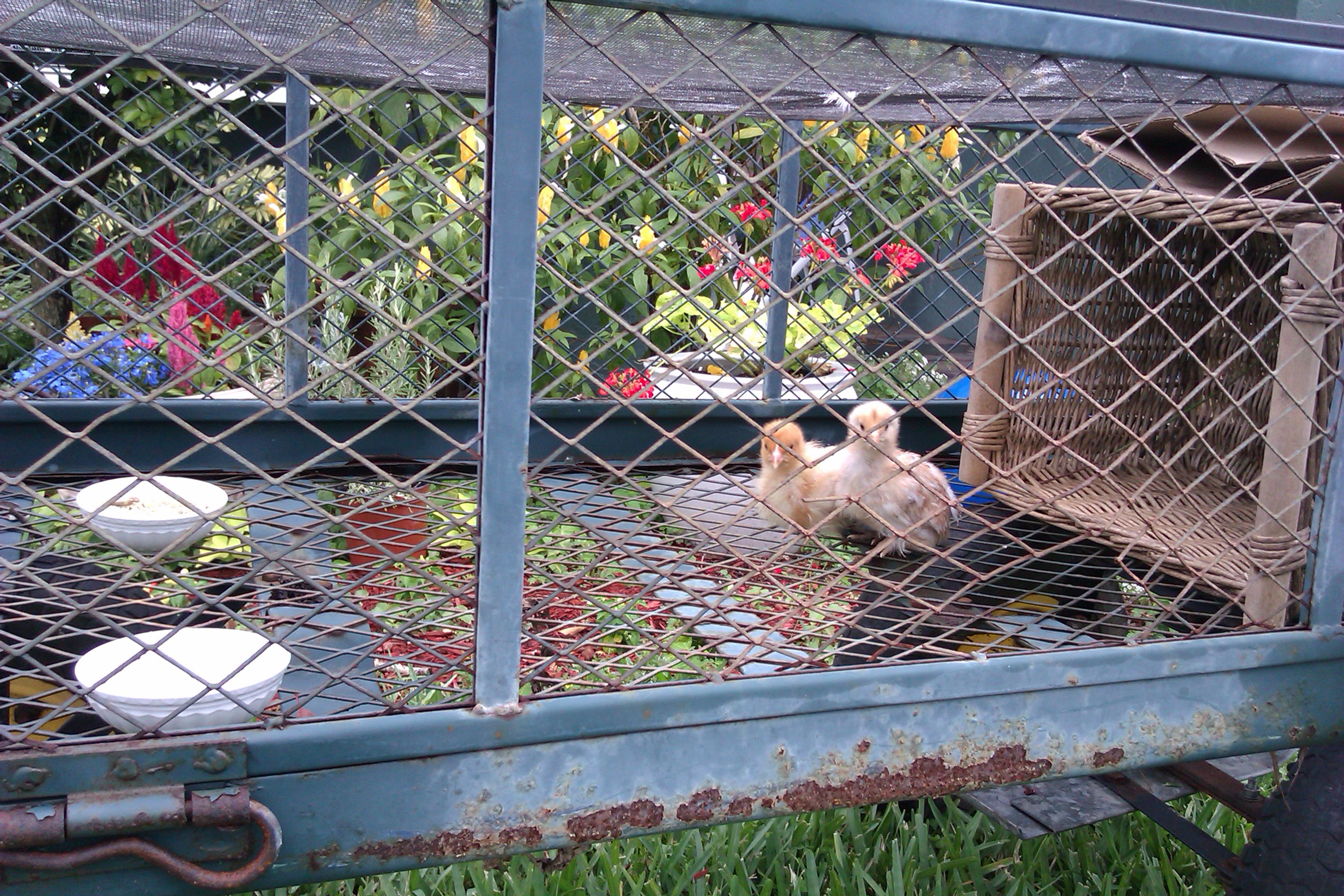 Brooder - rolling lawn cart with window screen on top.