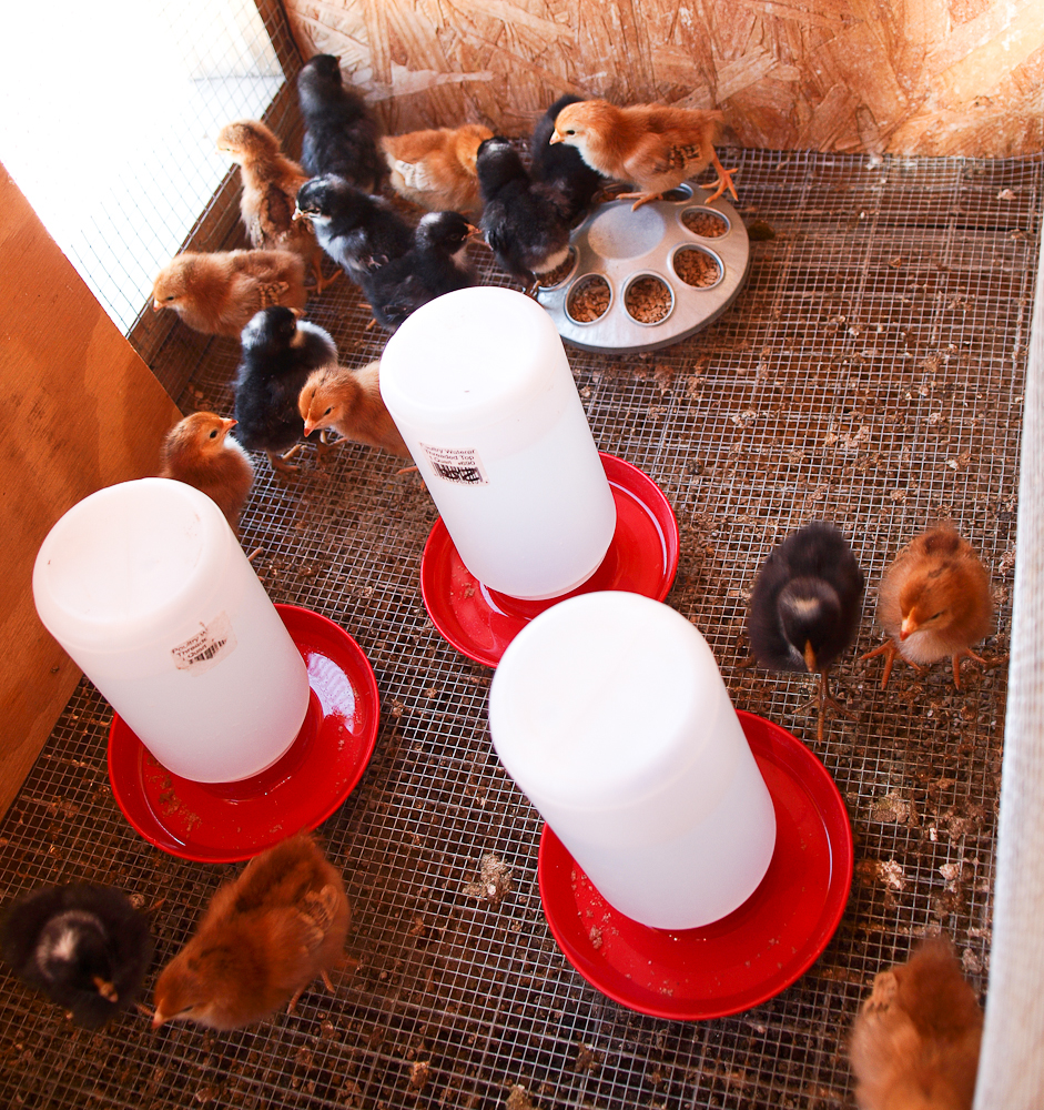 Brooder set up for chicks