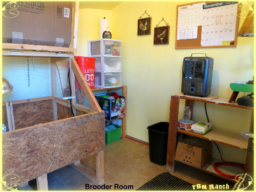 Brooder Shed