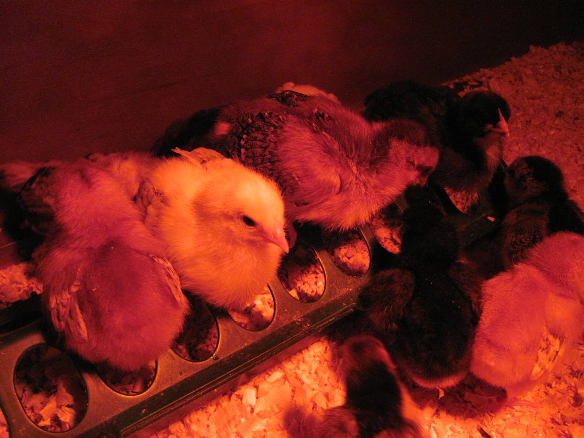 Brooder shot