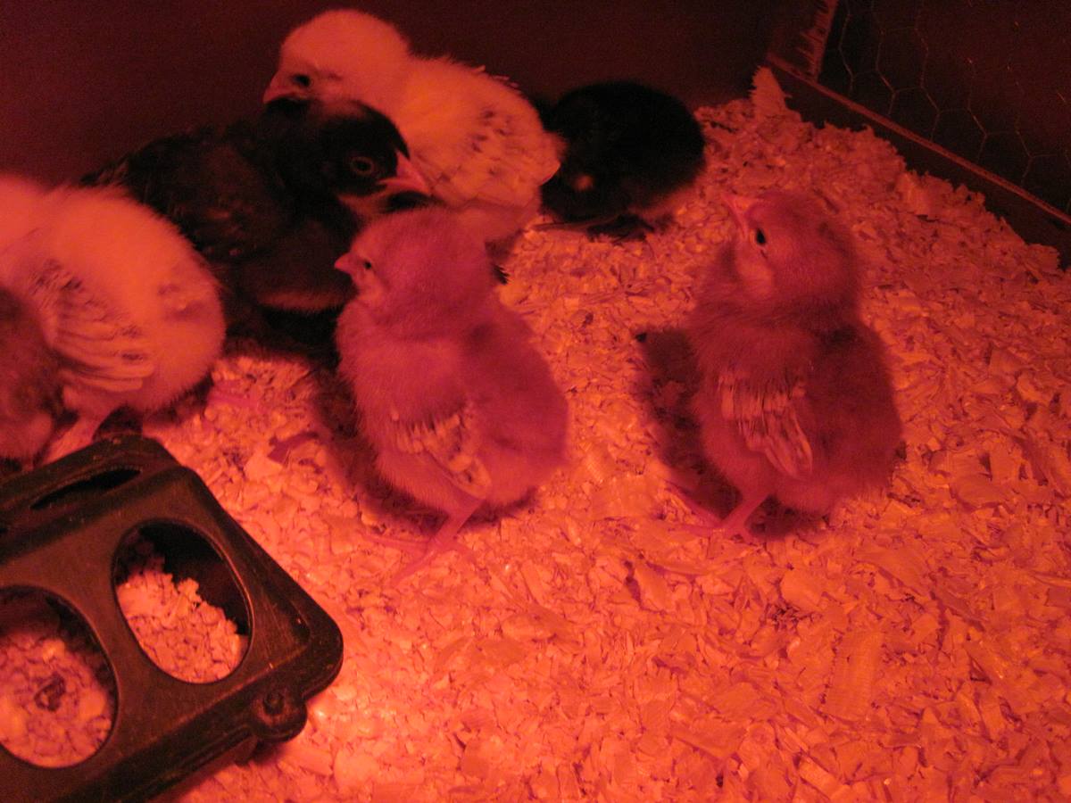 Brooder shot