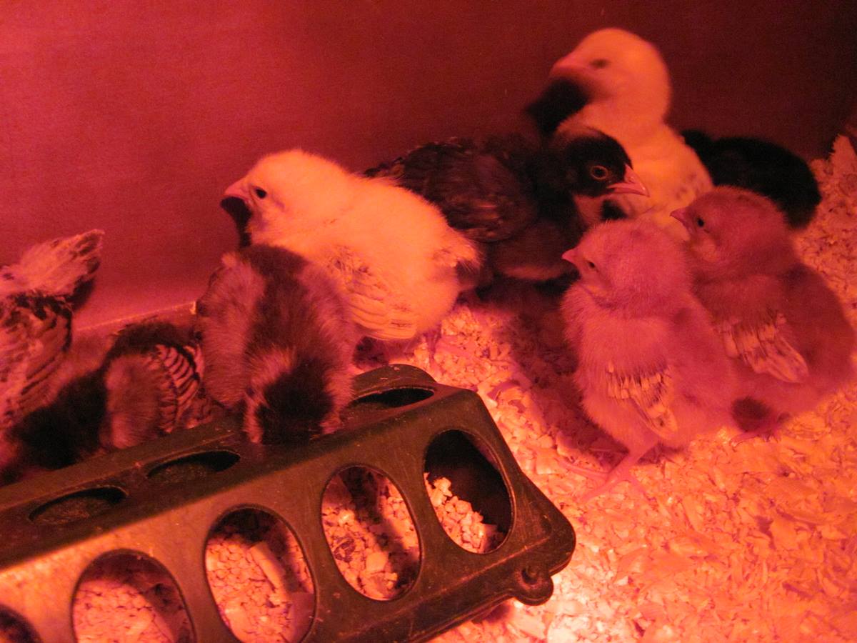 Brooder shot