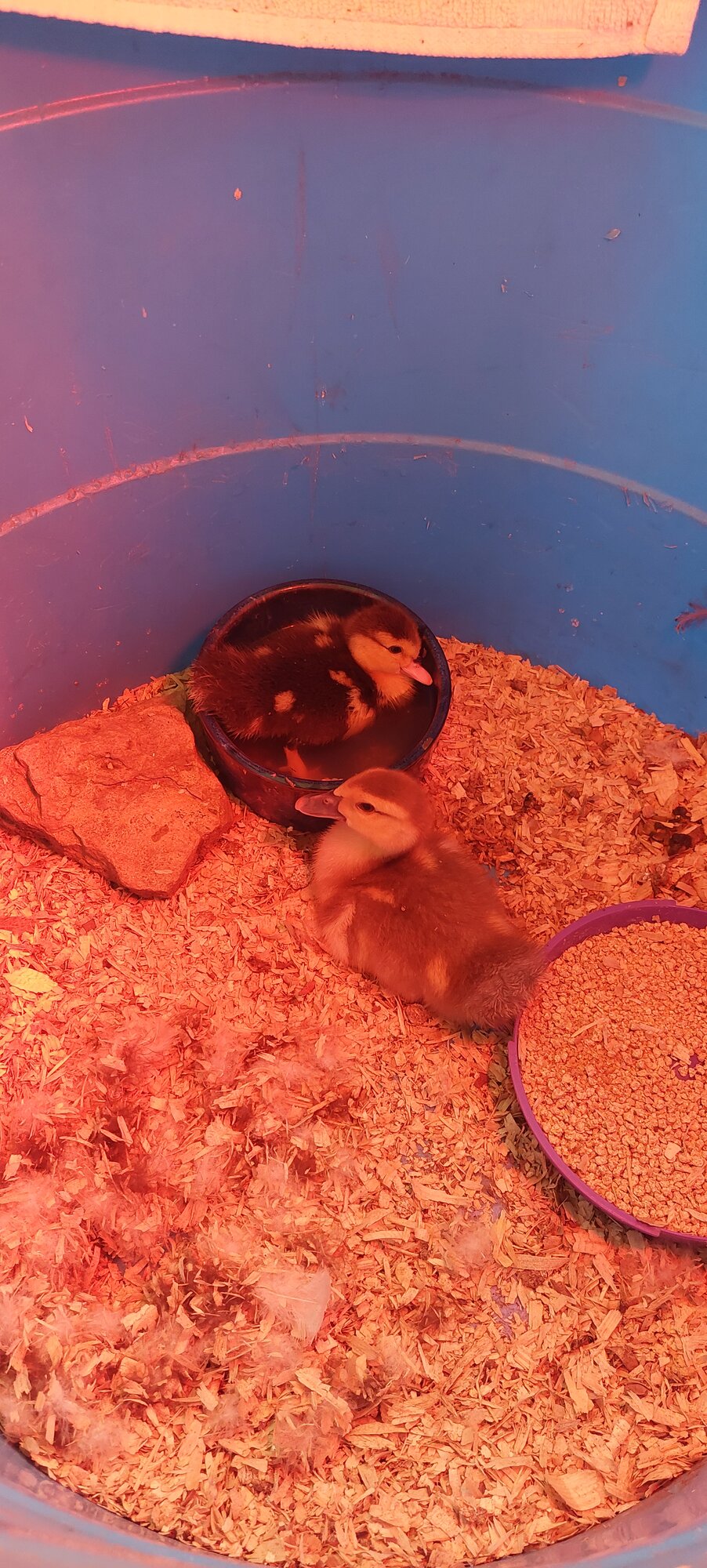 Brooder swimming.