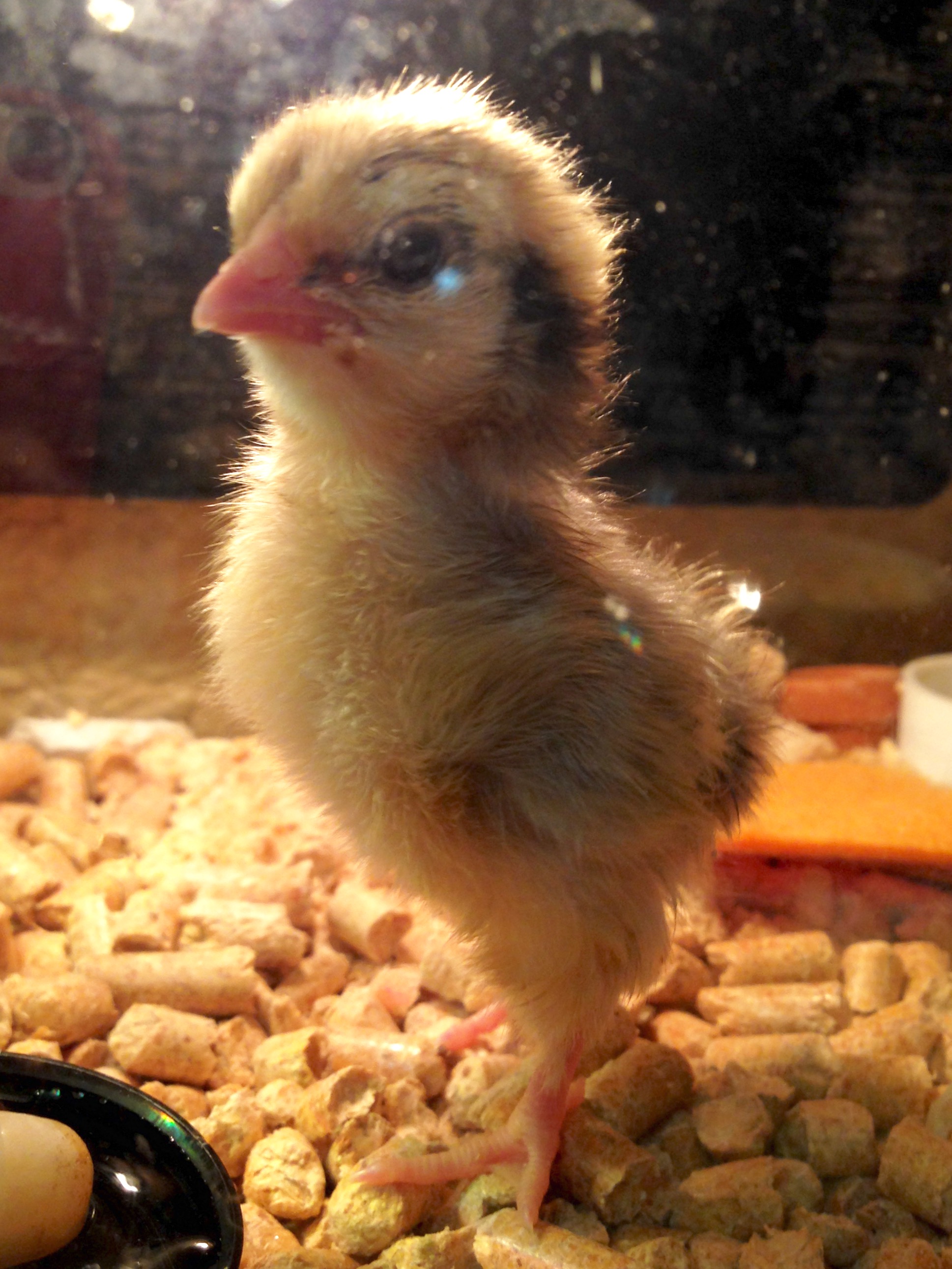 Brooder tank