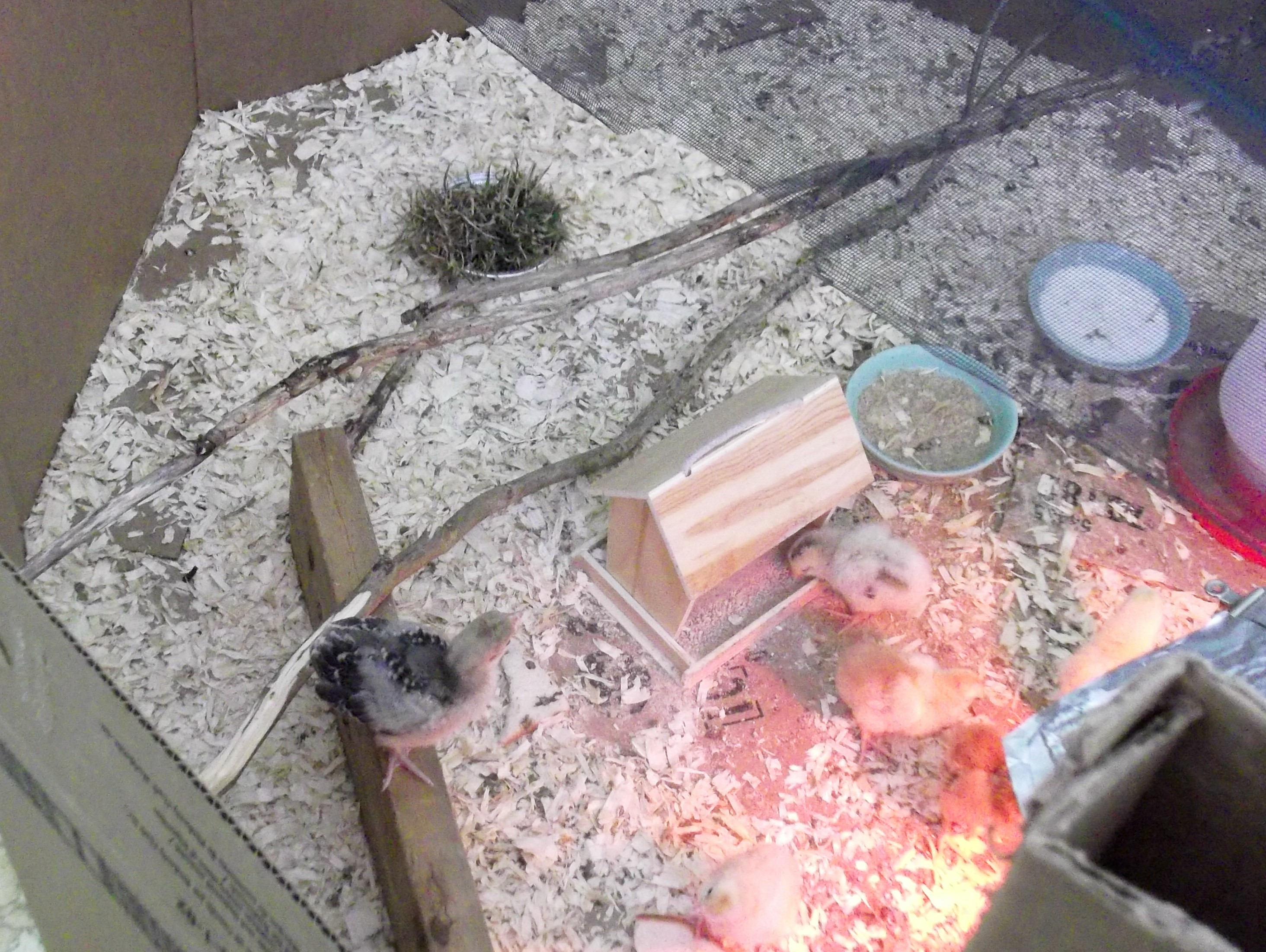 Brooder toy arrangement. Note Amber on the 2 x 4!