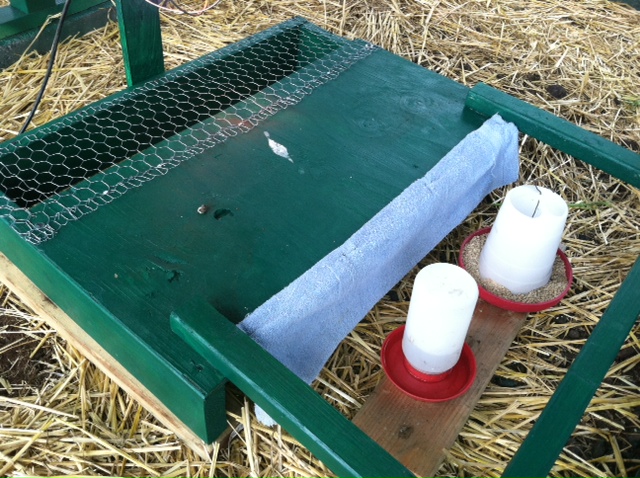 brooder