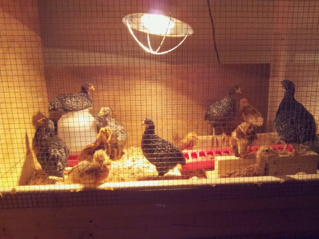 Brooder