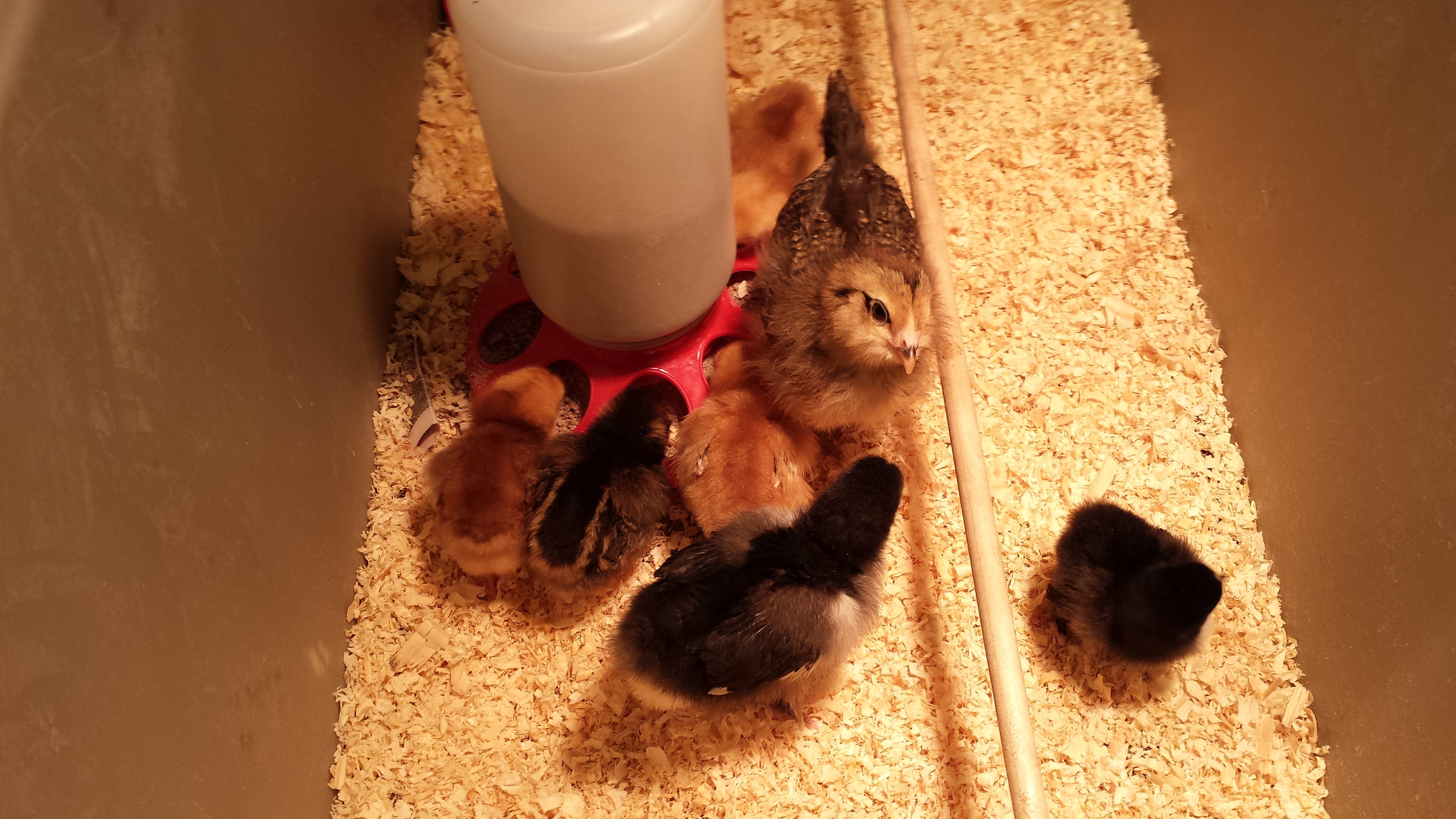 Brooder