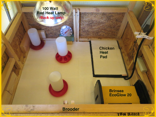 Brooder