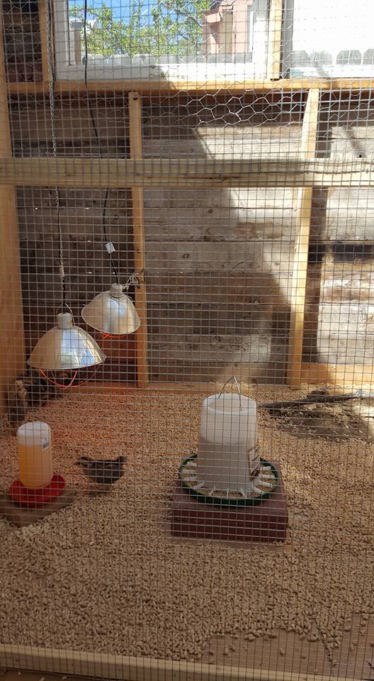 Brooder