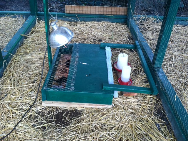 brooder2