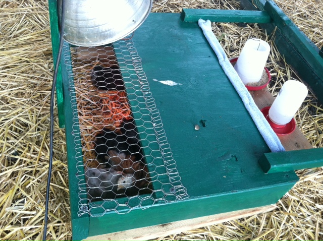 brooder3