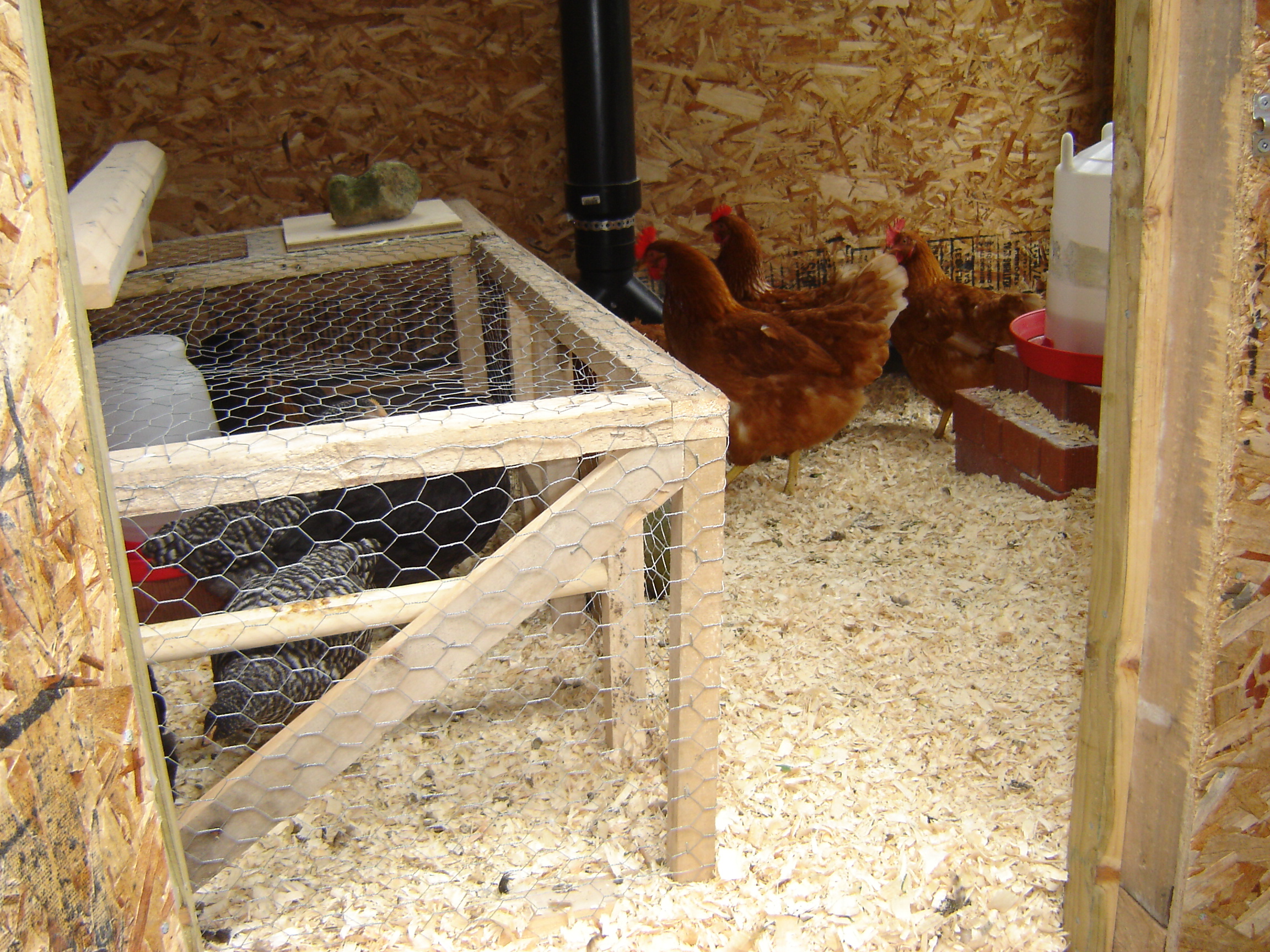 Brooding Box and new full hens Lacey Karen Wanda and Ruby ISA Browns