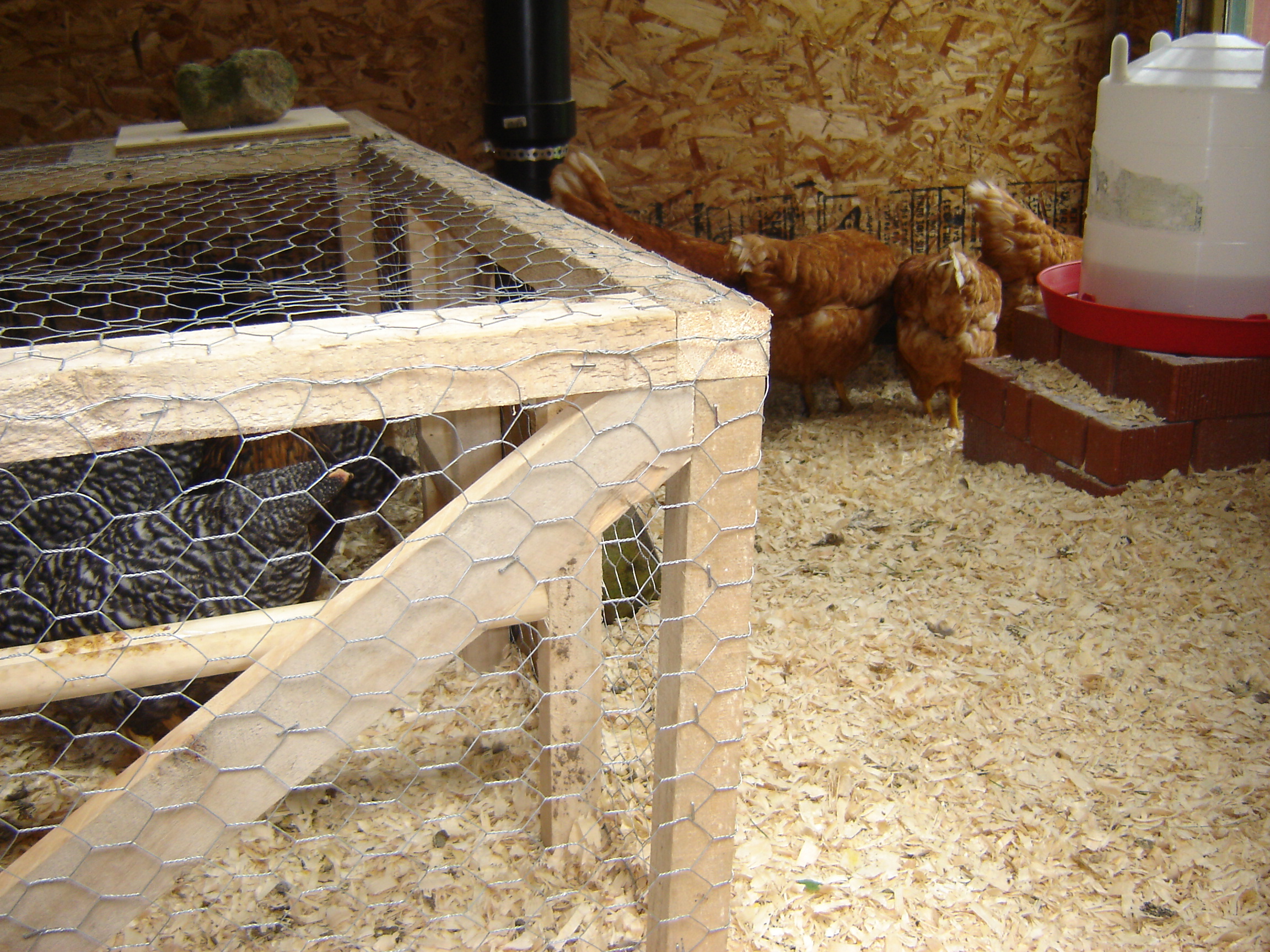 Brooding Box and new hens Lacey Wanda Karen and Ruby ISA Browns