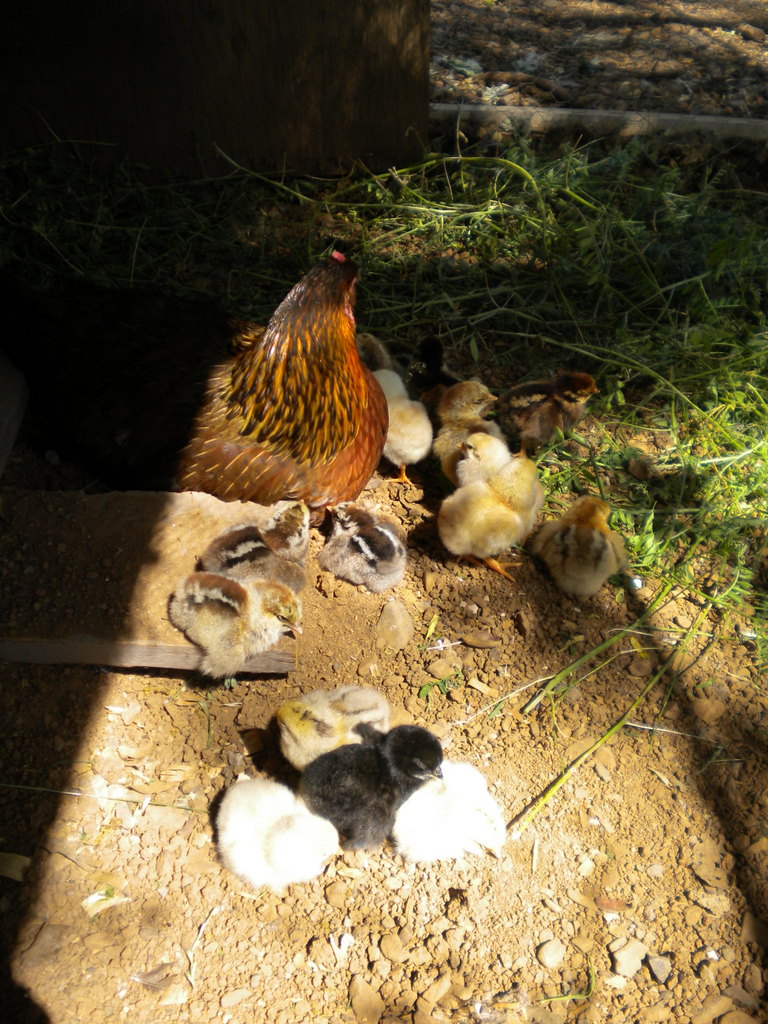 Brooding hen hatched 14 out of 15 eggs.  (Barnyard breed)