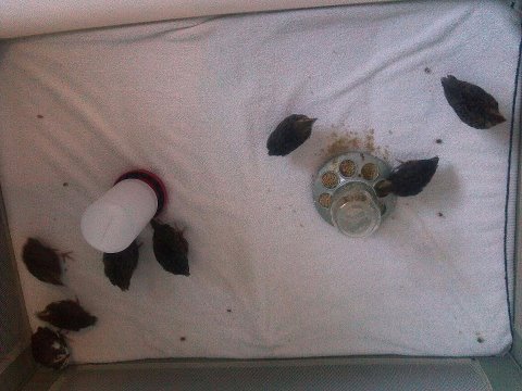 Brooding in a portable playpen. Seems to work the best of a bin, an aquarium has no airflow or room. Wood chips and paper towels are to wet and stinky.