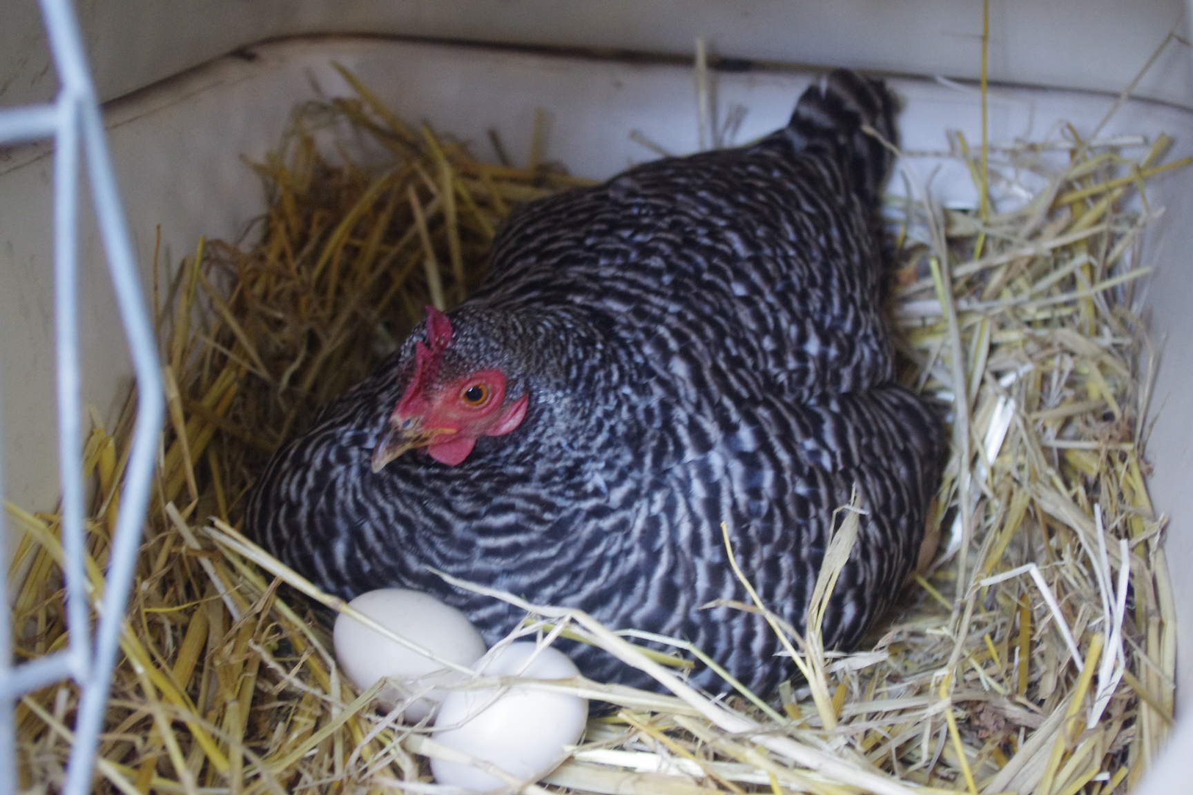 broody barred rock batam