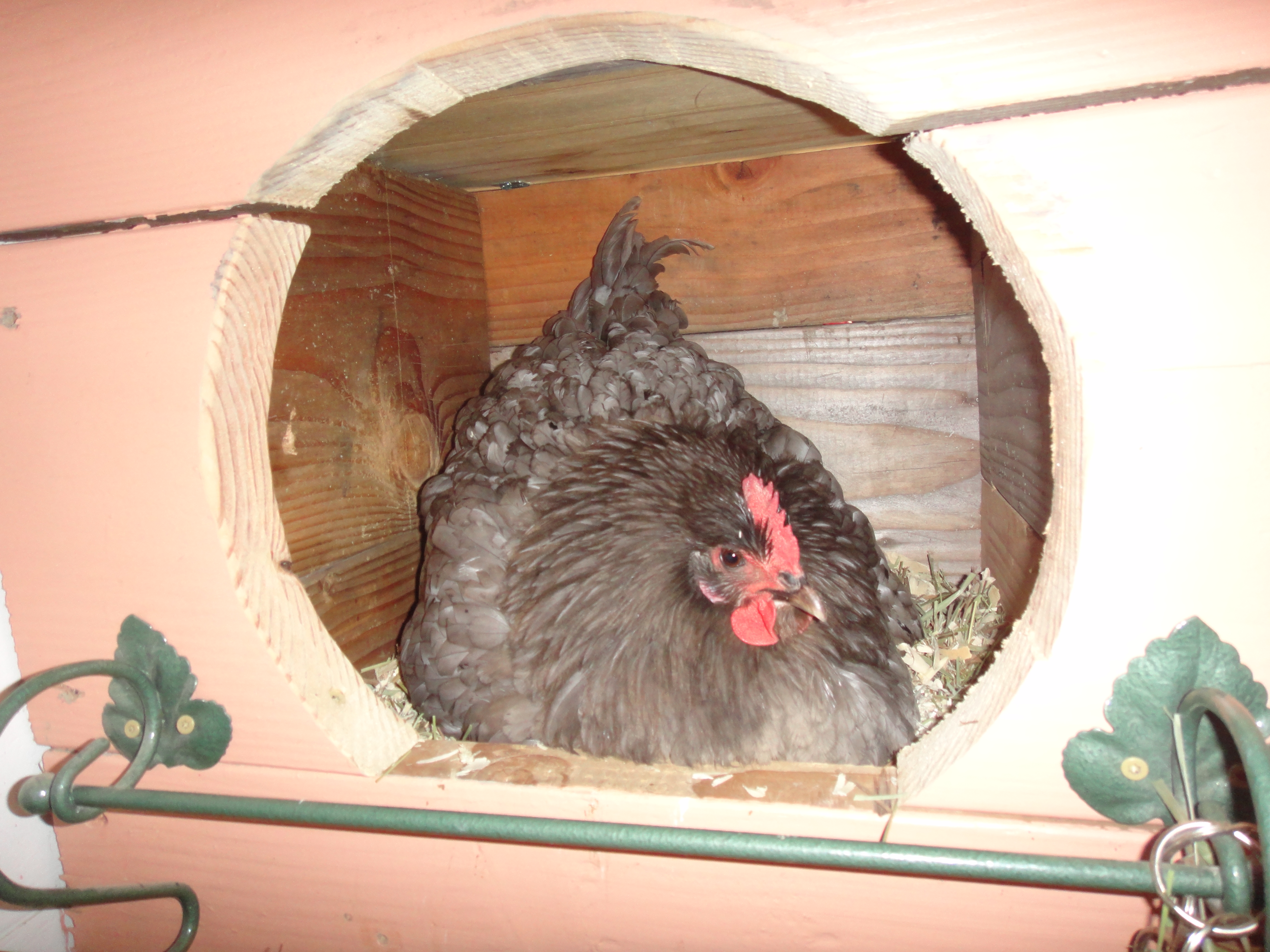 Broody Bonnie FINALLY sitting in the real nest box all by herself with no prompting from me!