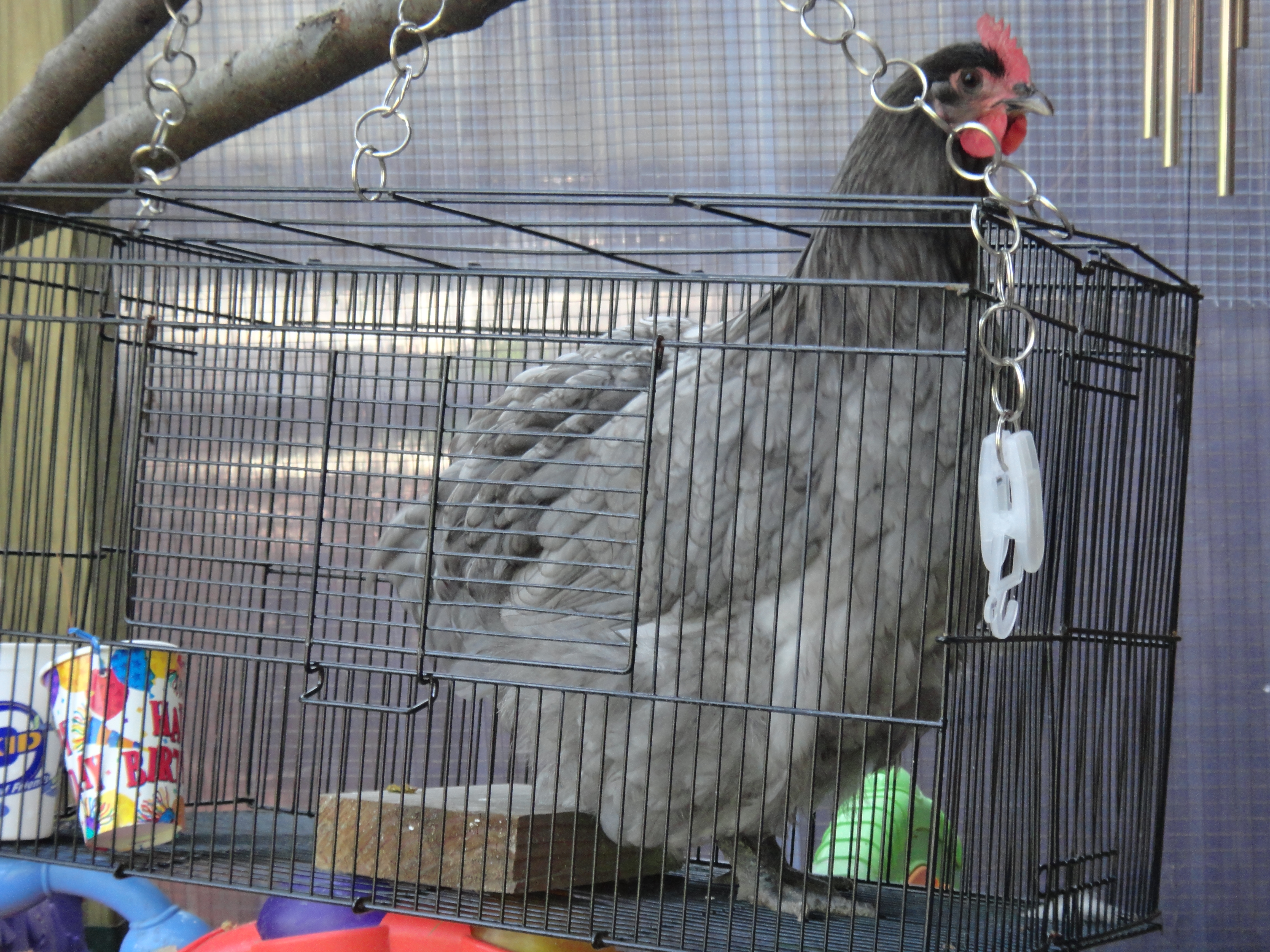 Broody Bonnie in the Broody-Breaker cage! 05.07.12 After a week of fluffing up and clucking and frantically trying to stay in the nest box all day, we're trying this. Our rabbit's travel cage - with the tray out and upside down so Bonnie can poke her head out but not fall through.