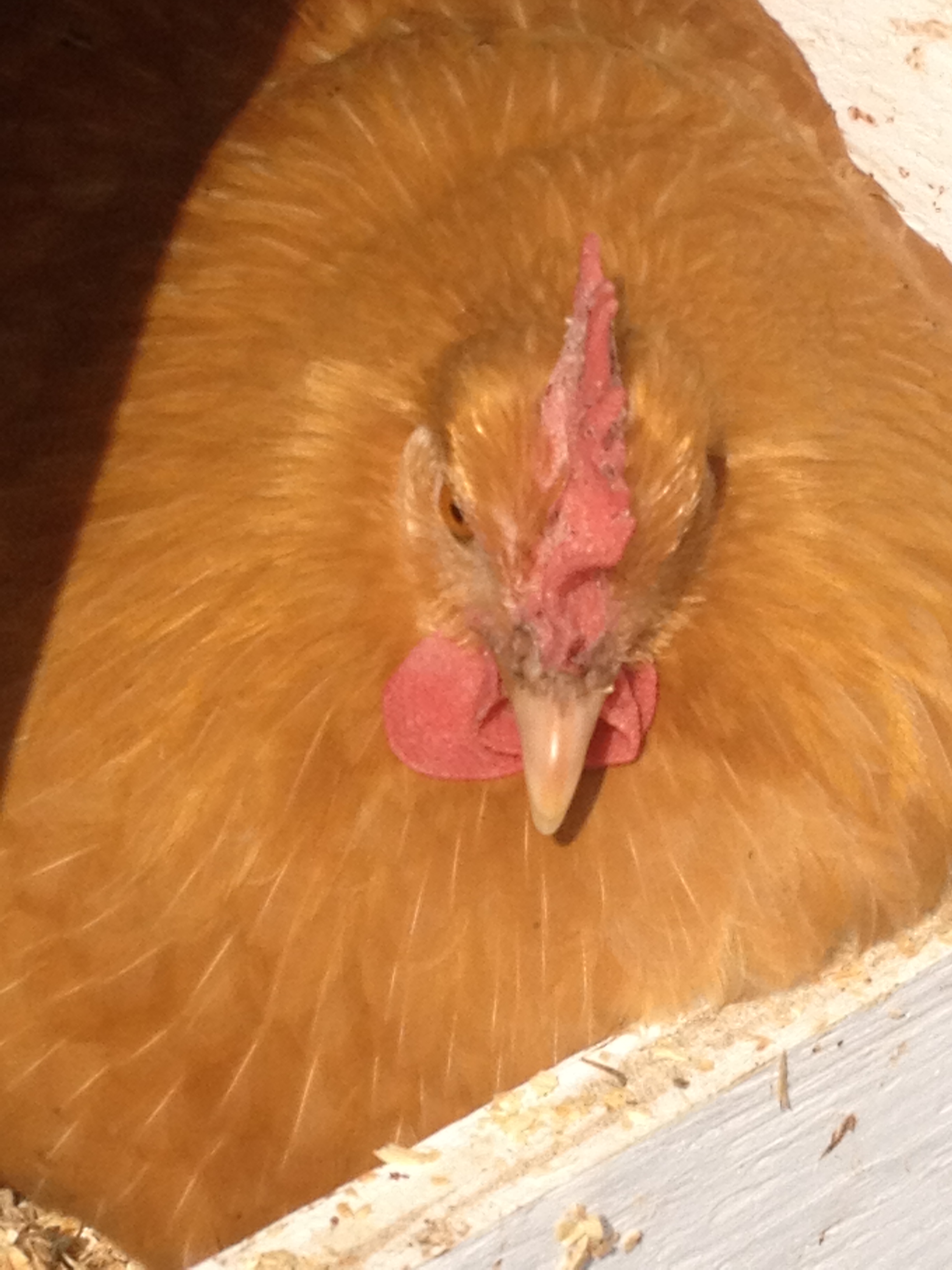 Broody Buff Minorca - we have had more than one go broody - alas no rooster!