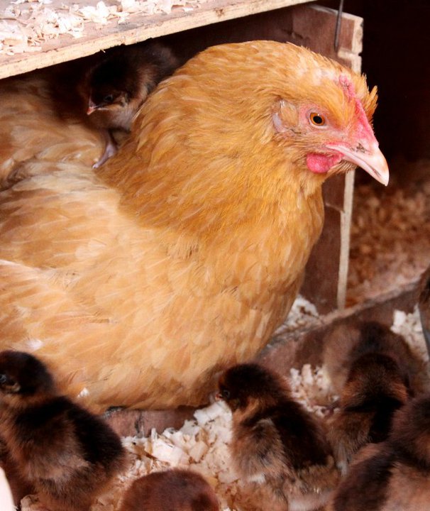 broody buff orpington